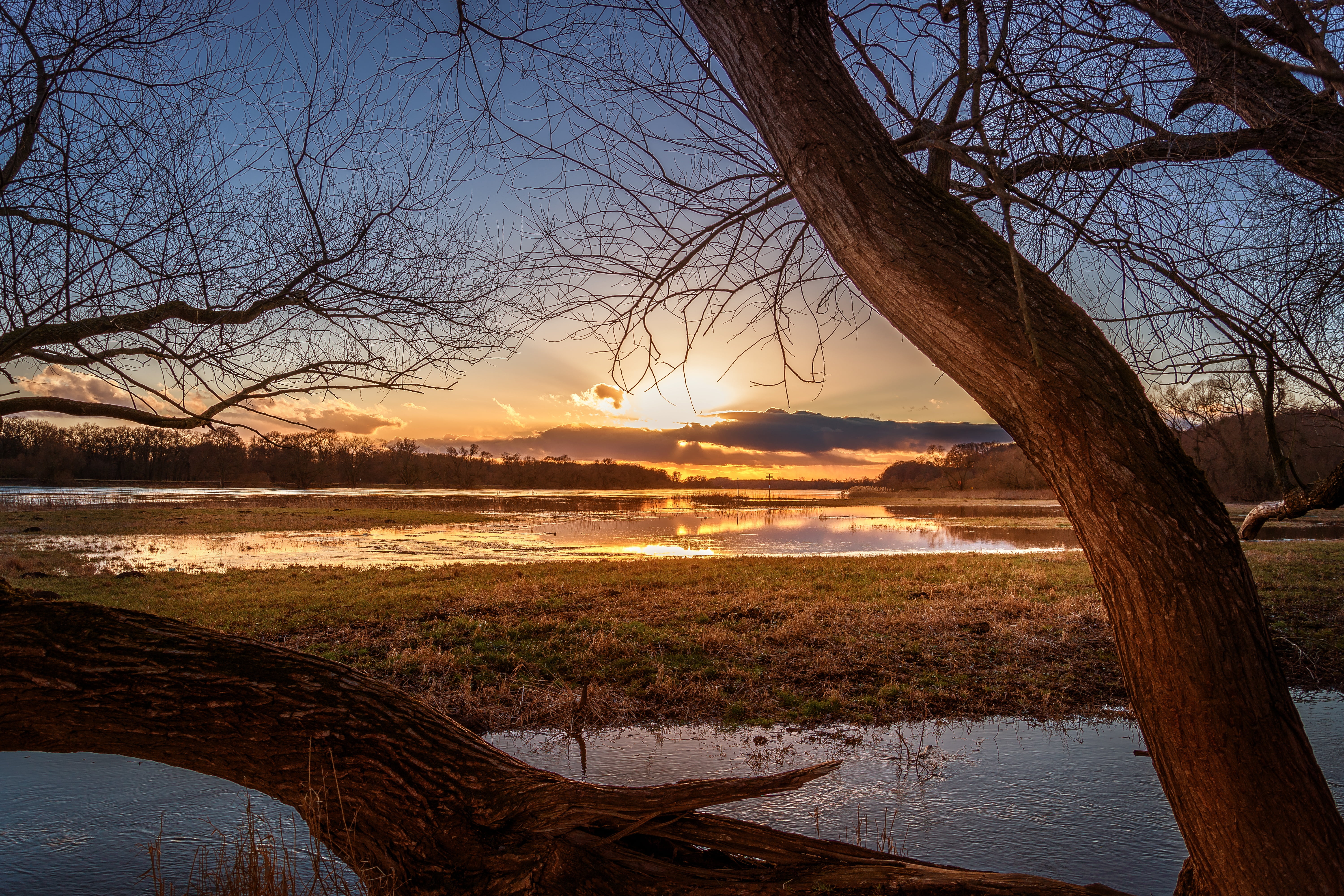 bare tree, trunk, tranquility, scenics - nature, river, body, plant, evening, branch, elbe, cloud - sky, sunset, tree, tranquil scene, idyllic, outdoors, HD Wallpaper