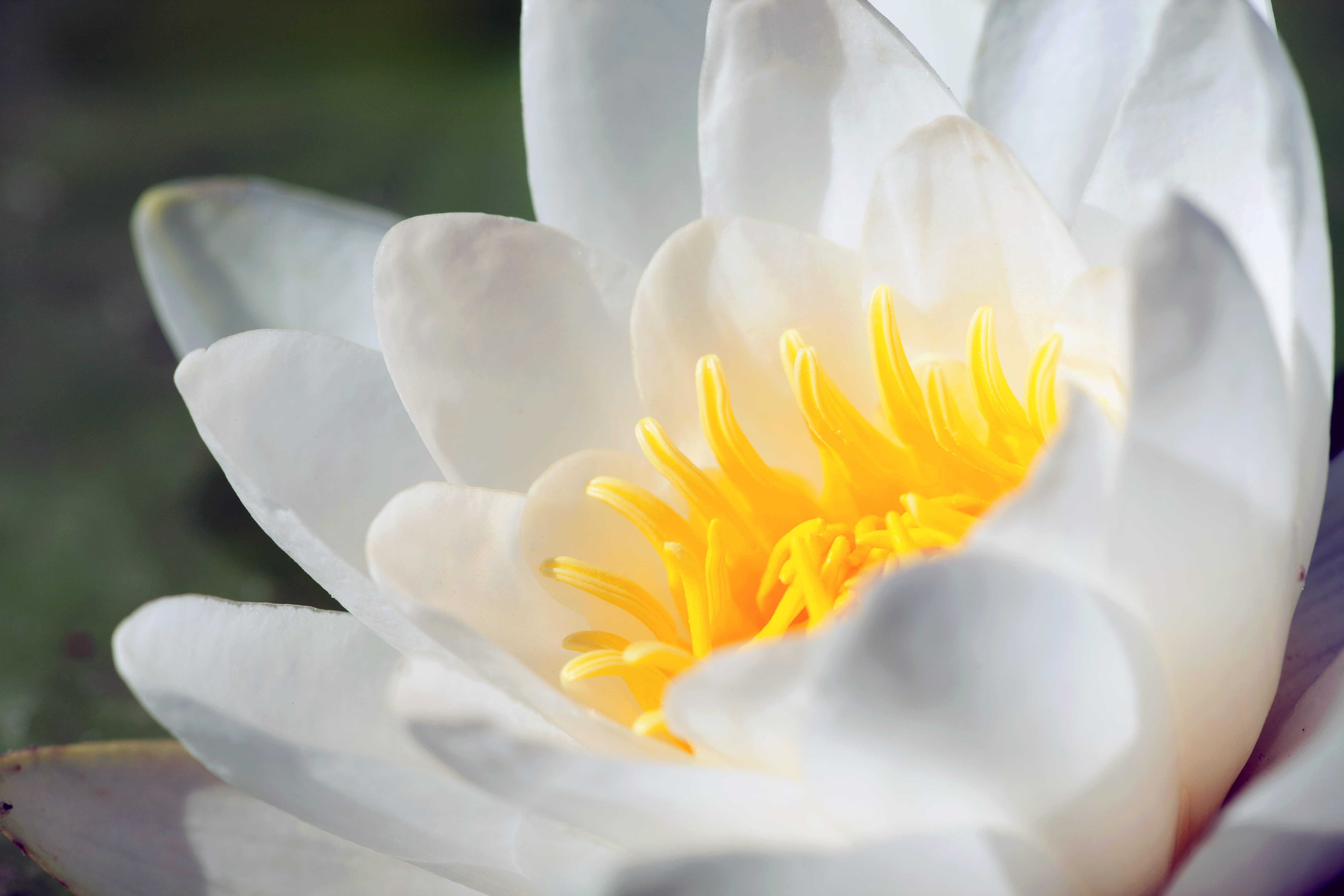 close-up, inflorescence, flowering plant, beauty in nature, ornamental garden, tender, leaf, flowerbed, lake, growth, outdoors, pond, springtime, blossom, HD Wallpaper
