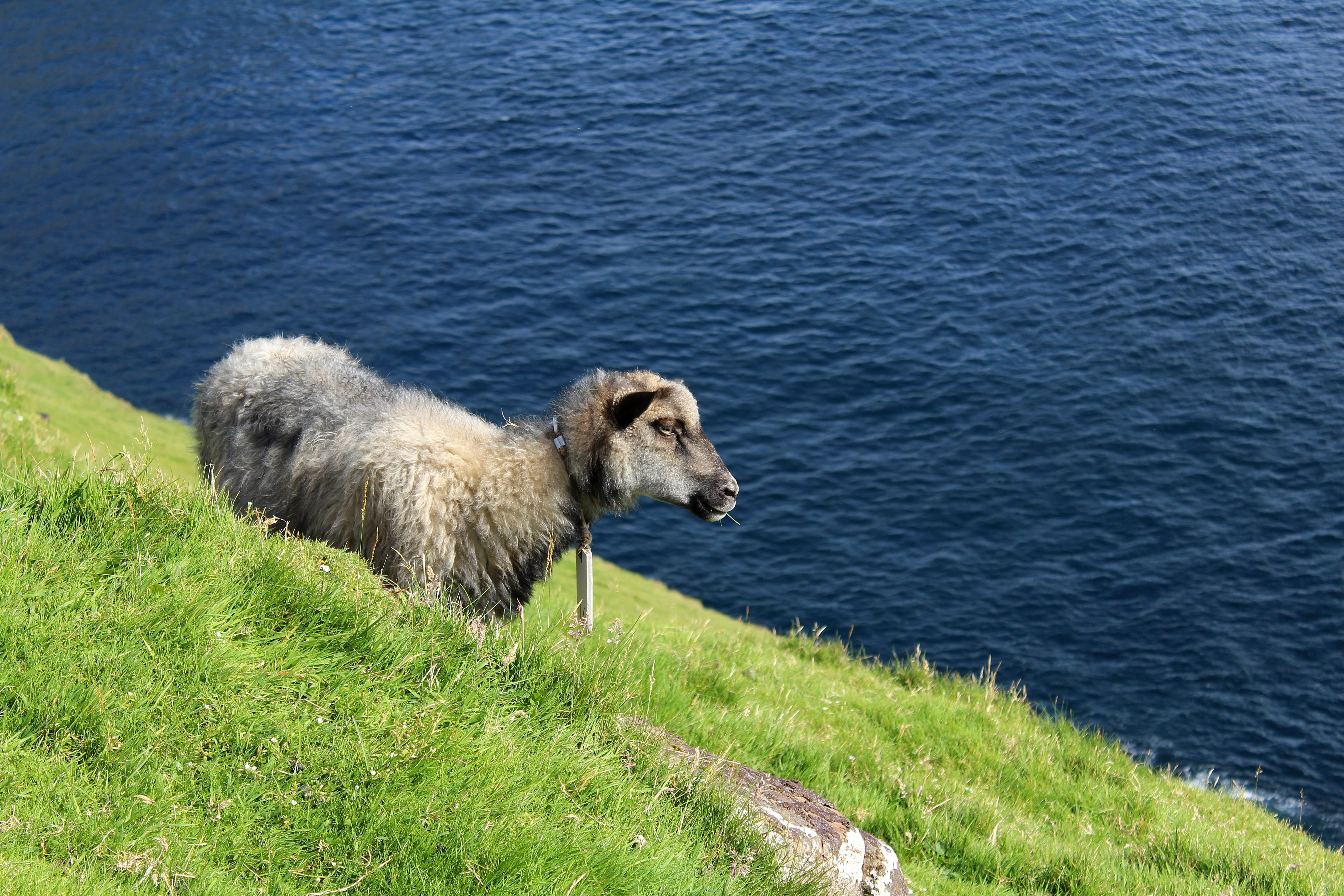 pets, faroese sheep, green color, beauty in nature, day, mammal, grass, animal, livestock, herbivorous, one animal, outdoors, 5K, animal themes, mountain side, HD Wallpaper