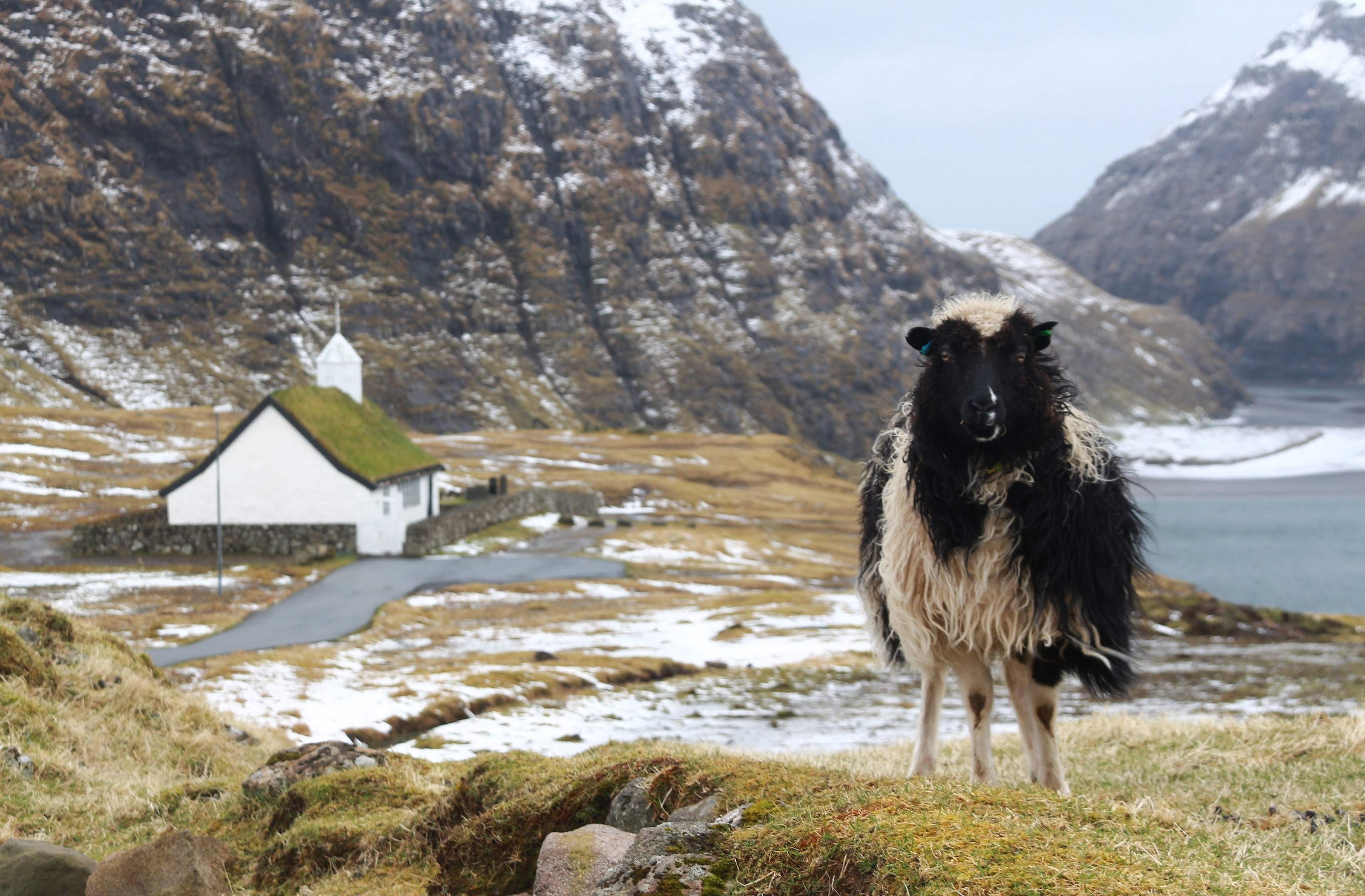 scenics, water, mountain, Foroyar, rock, animal wildlife, nature, animal, rural Scene, canine, landscape, border collie, mountain range, grass, Sheep, environment, HD Wallpaper