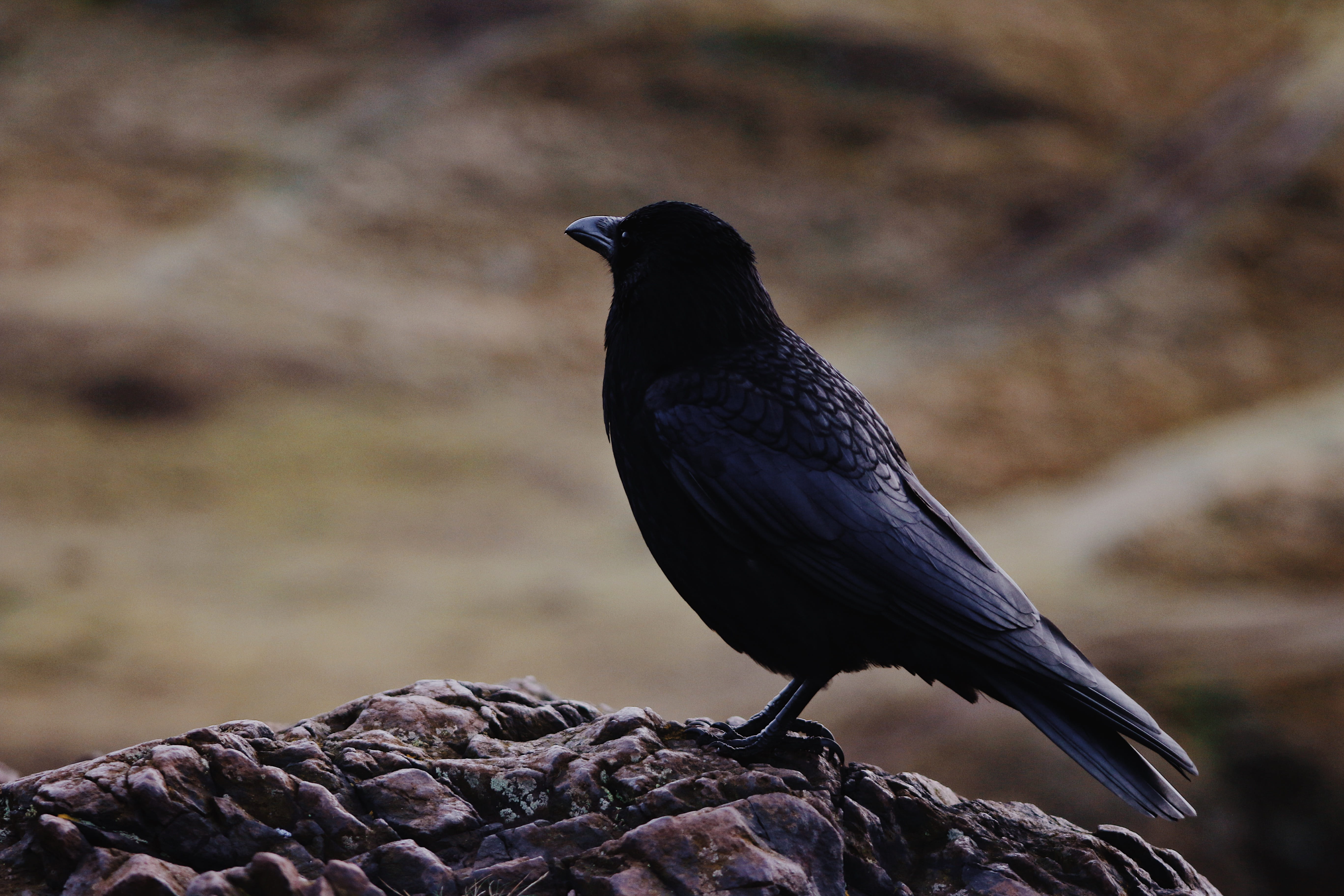 solid, nature, bird, focus on foreground, outdoors, raven - bird, arthur’s seat, rock, rock - object, animal themes, vertebrate, arthurs seat, perching, HD Wallpaper