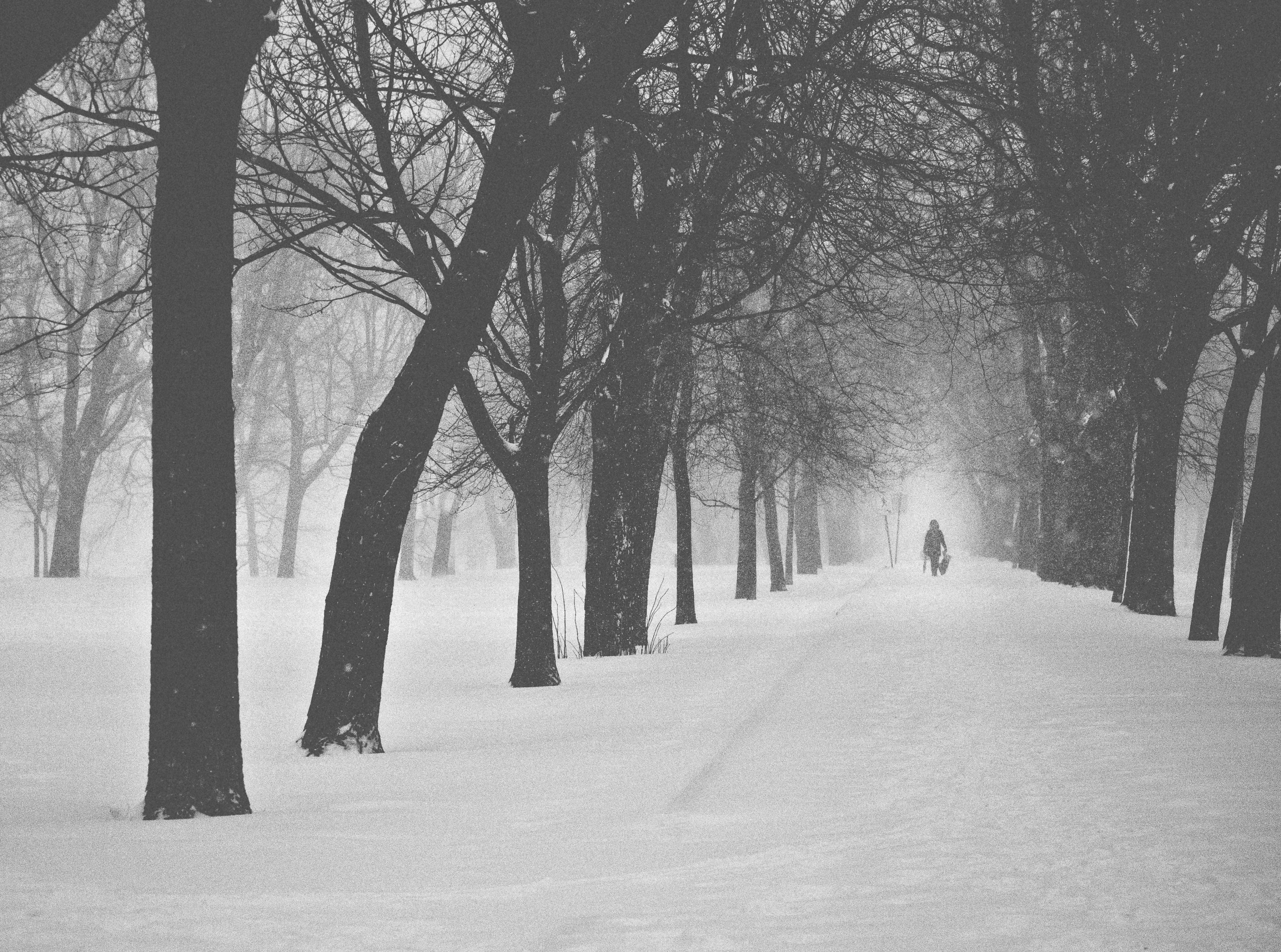 Loneliness, Road, fast, 4K, depressing, blackandwhite, Winter, walking, Alone, Black and White, walkway, Snowy, Cold, Noise, AlignedTrees, Trees, Walk, HD Wallpaper