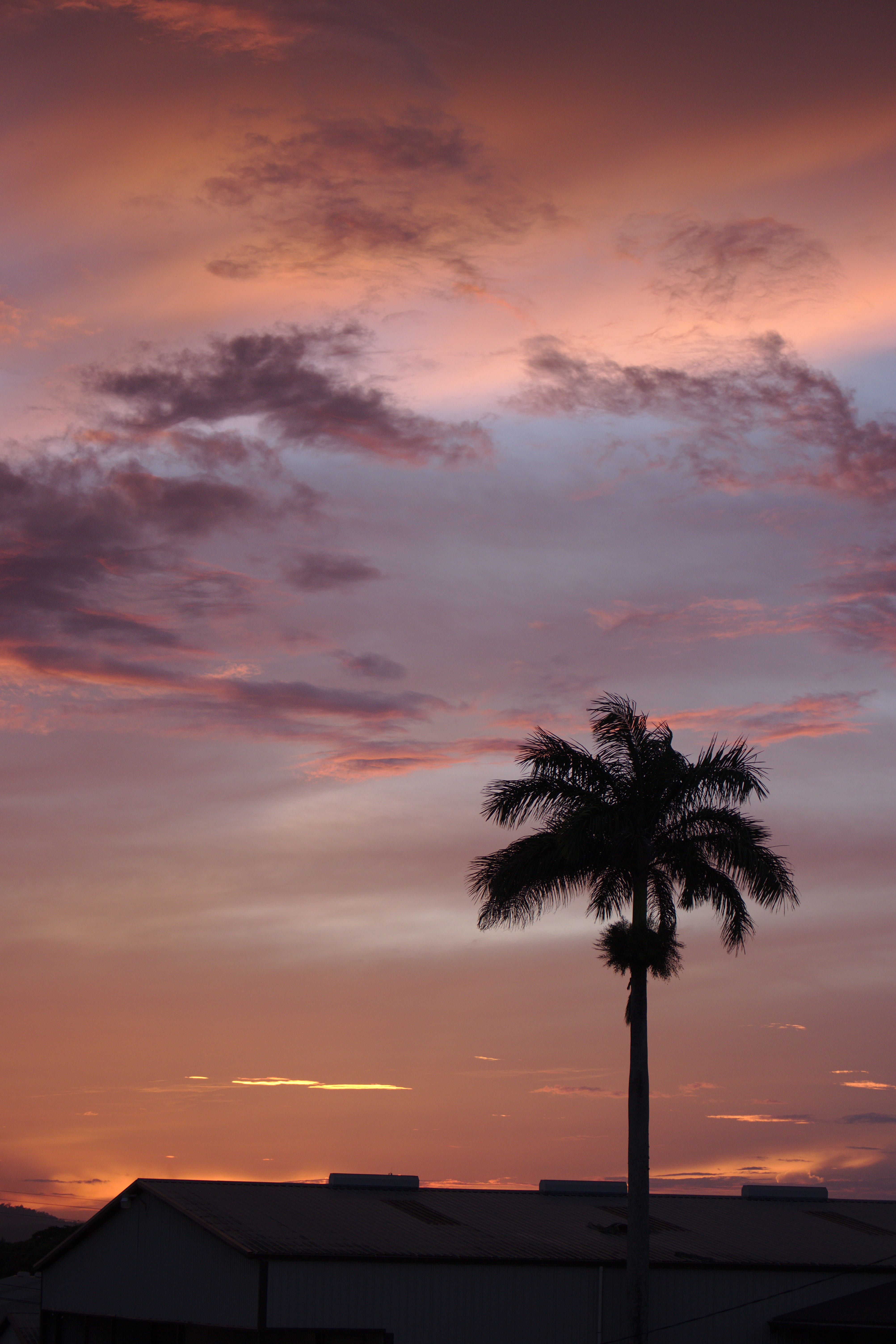 tree, scenics - nature, tranquility, landscape, romantic sky, nature, orange, cloud - sky, rest, plant, beauty in nature, exotic, romantic, orange color, Phone HD Wallpaper