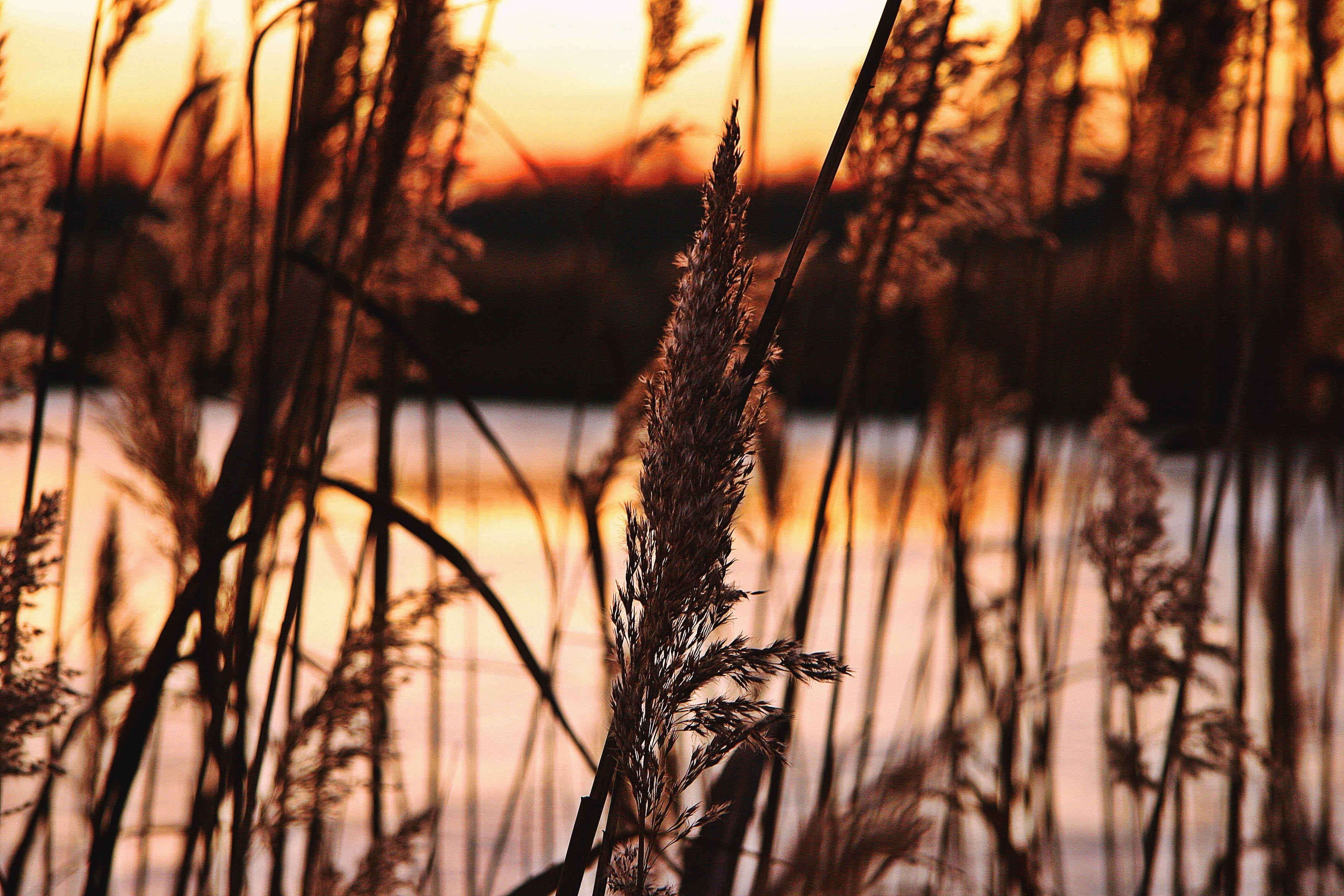 beauty in nature, sunlight, evening, plant stem, frozen, trees, good weather, summer, sun, lake, no people, 2K, beautiful, land, day, winter, sky, setting, HD Wallpaper