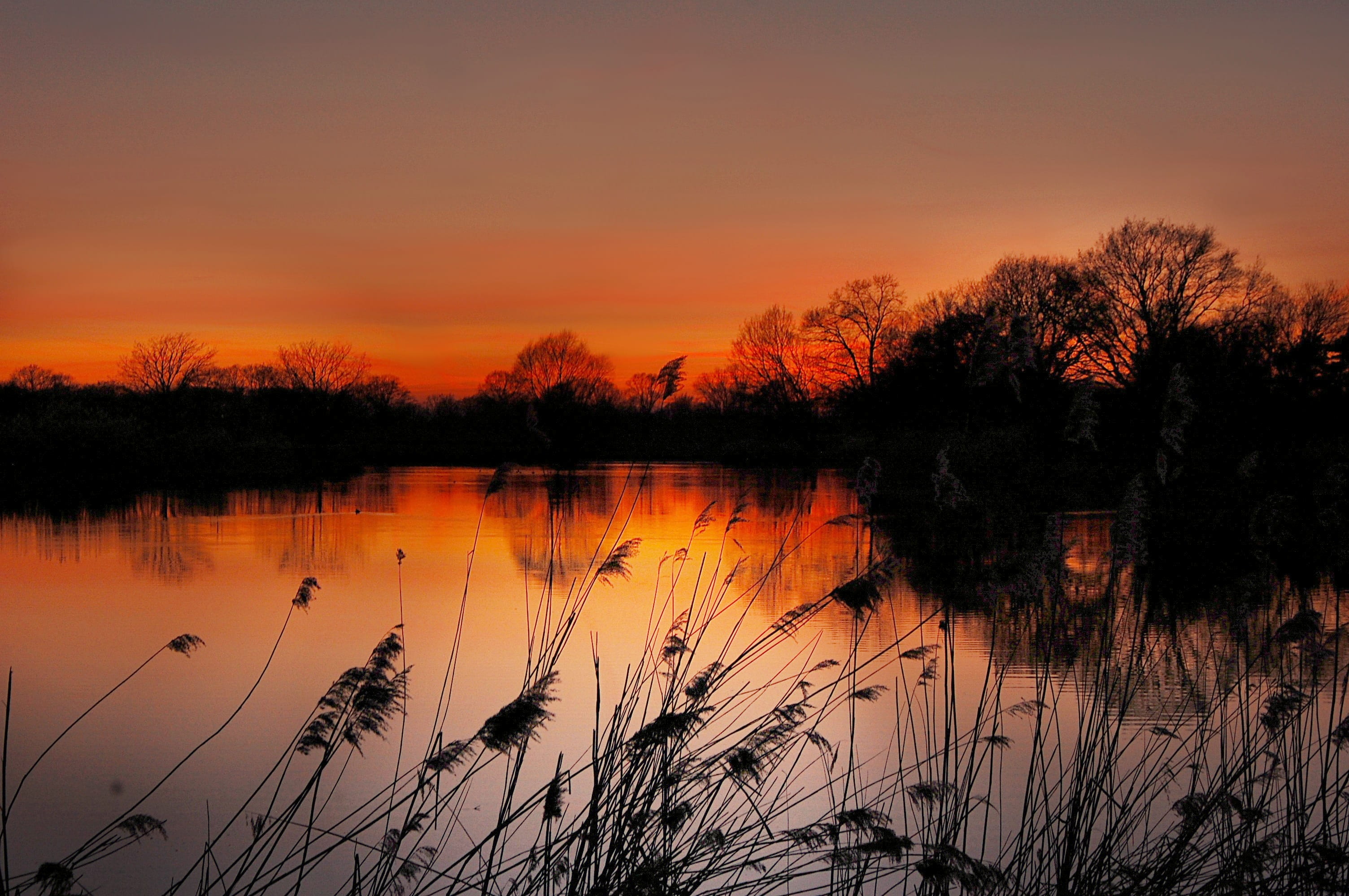 reed, Nature, sunlight, beauty in nature, romantic sky, afterglow, sky, on the water, 2K, glow, near, grass, Sun, evening sky, mood, summer, silhouette, HD Wallpaper