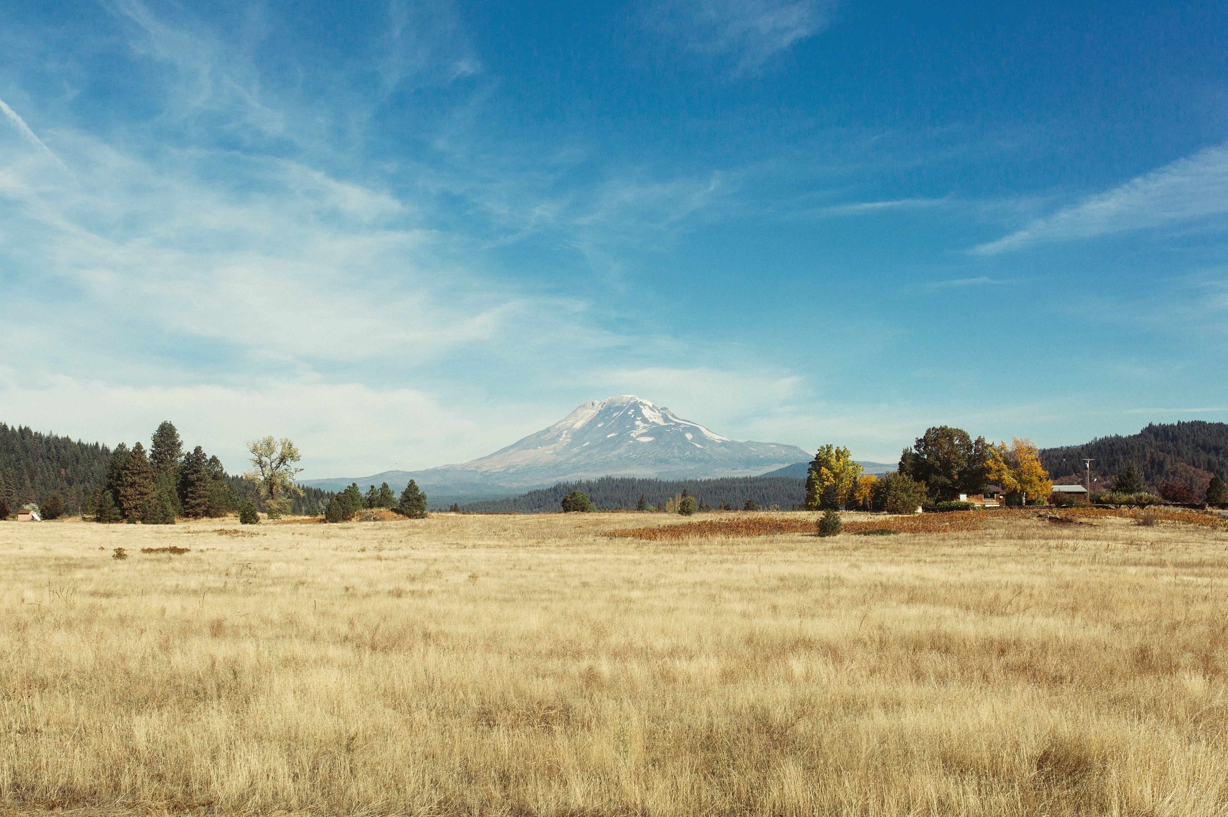 semi-arid, summer, mountain, leaf, 4K, tree, high, scenics - nature, outdoors, meadow, withered, no people, environment, nature, green, snowcapped mountain, HD Wallpaper