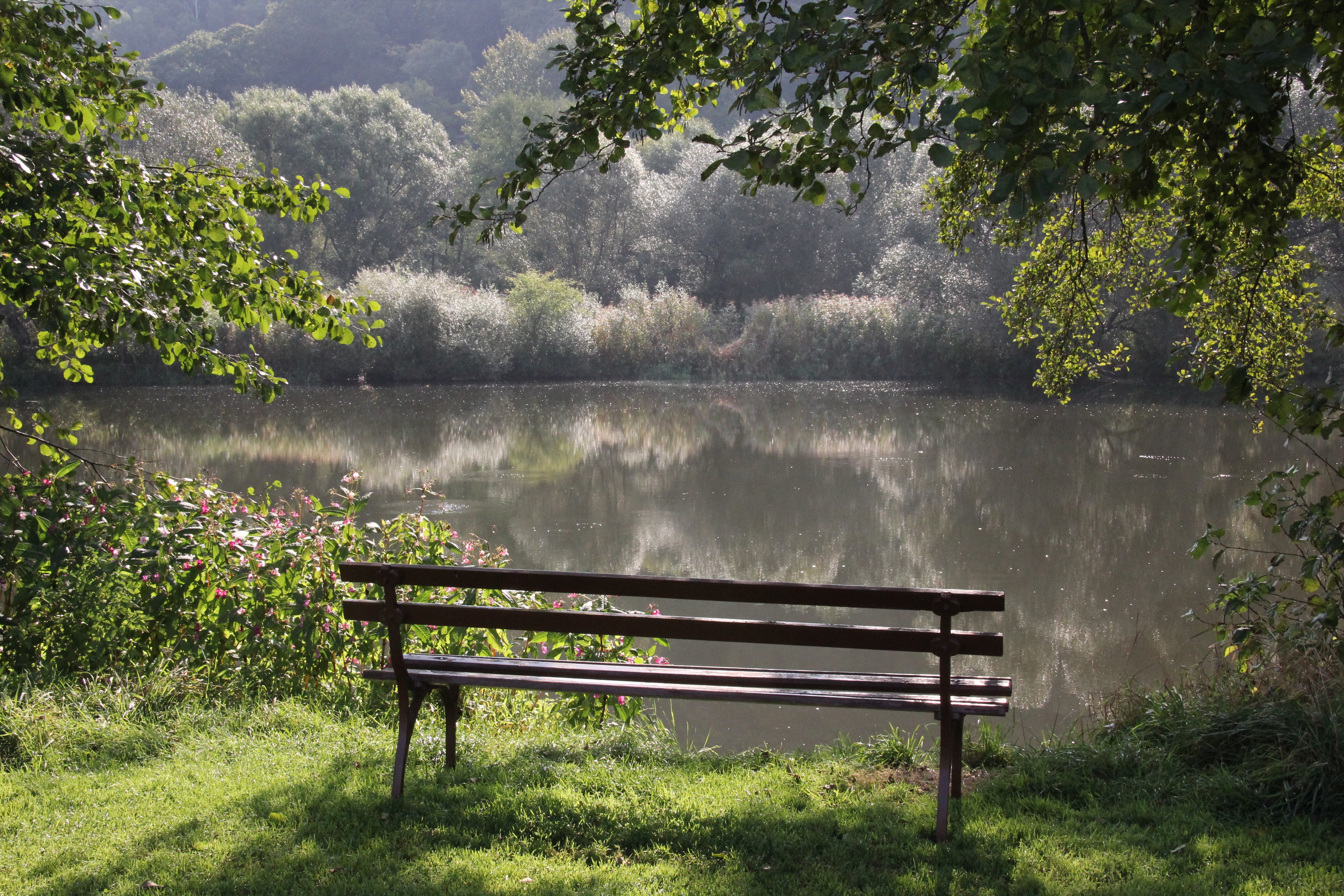 park - Man Made Space, grass, scenics, seat, 5K, tranquility, wood - Material, tree, green, middle, park bench, no people, scenics - nature, tranquil scene, HD Wallpaper