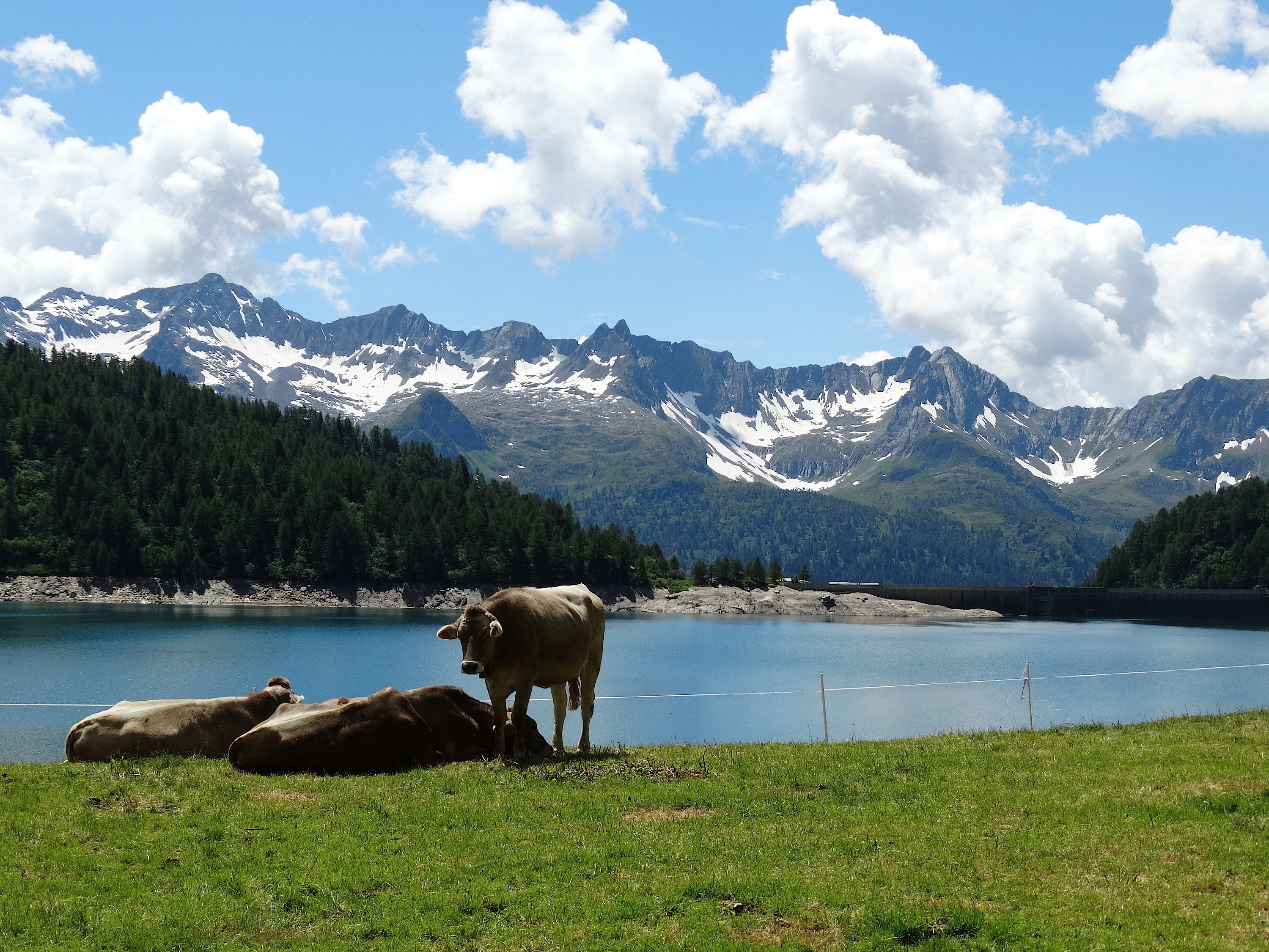 domestic, bergsee, pets, mountain range, mountain, alm, foresight, animal themes, tranquil scene, alpine, mountain meadow, animal, day, mountains, cows, HD Wallpaper
