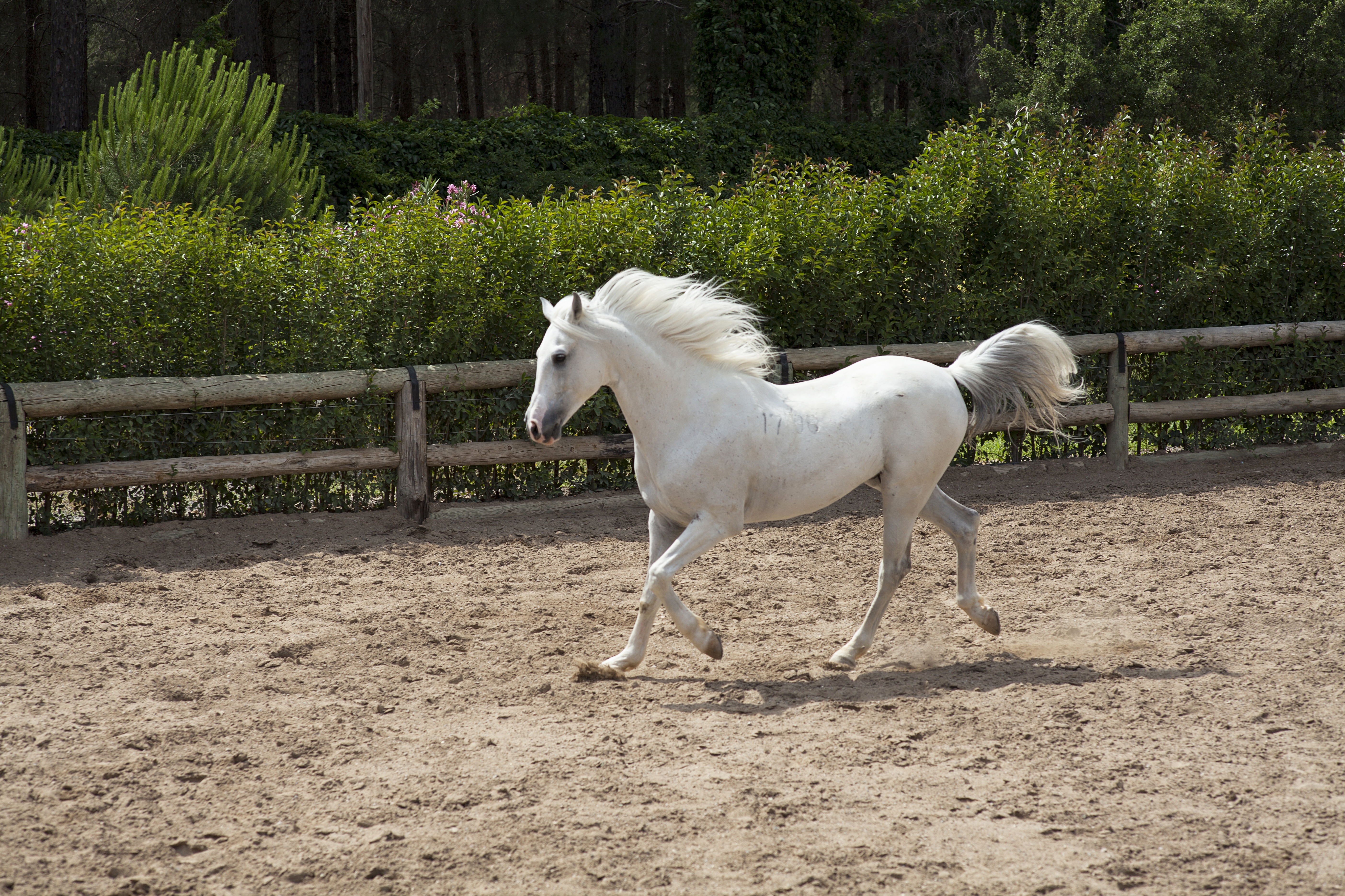 the horses are, white horse, herbivorous, beautiful, ride, head, plant, one animal, animal themes, barn, naughty, livestock, land, white color, cute, overview, HD Wallpaper