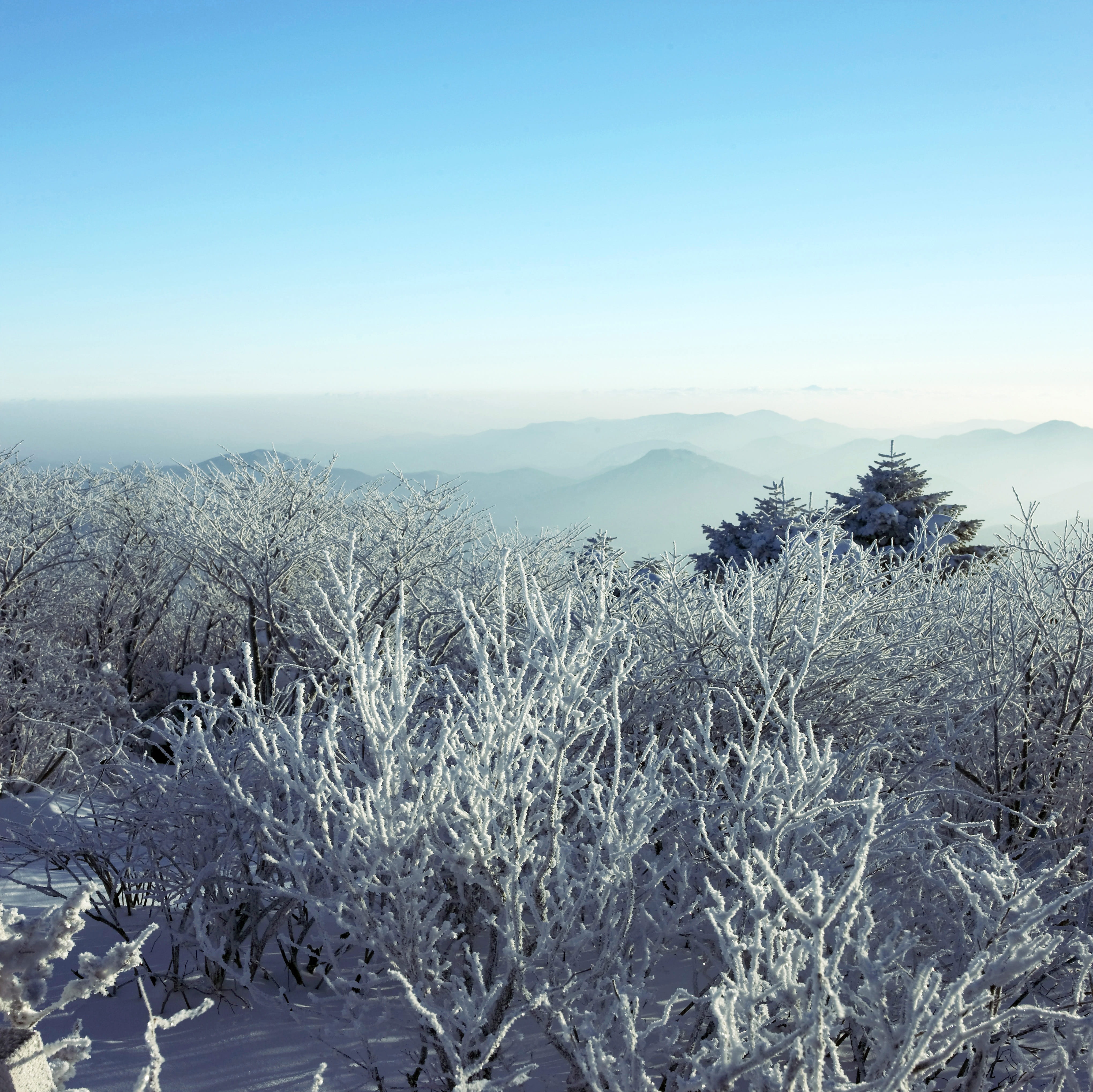 season, nature, non-urban scene, blue, hard rime, tree, copy space, idyllic, snowflakes, tranquility, snow flower, snow, narrative, 4K, frost, plant, environment, HD Wallpaper