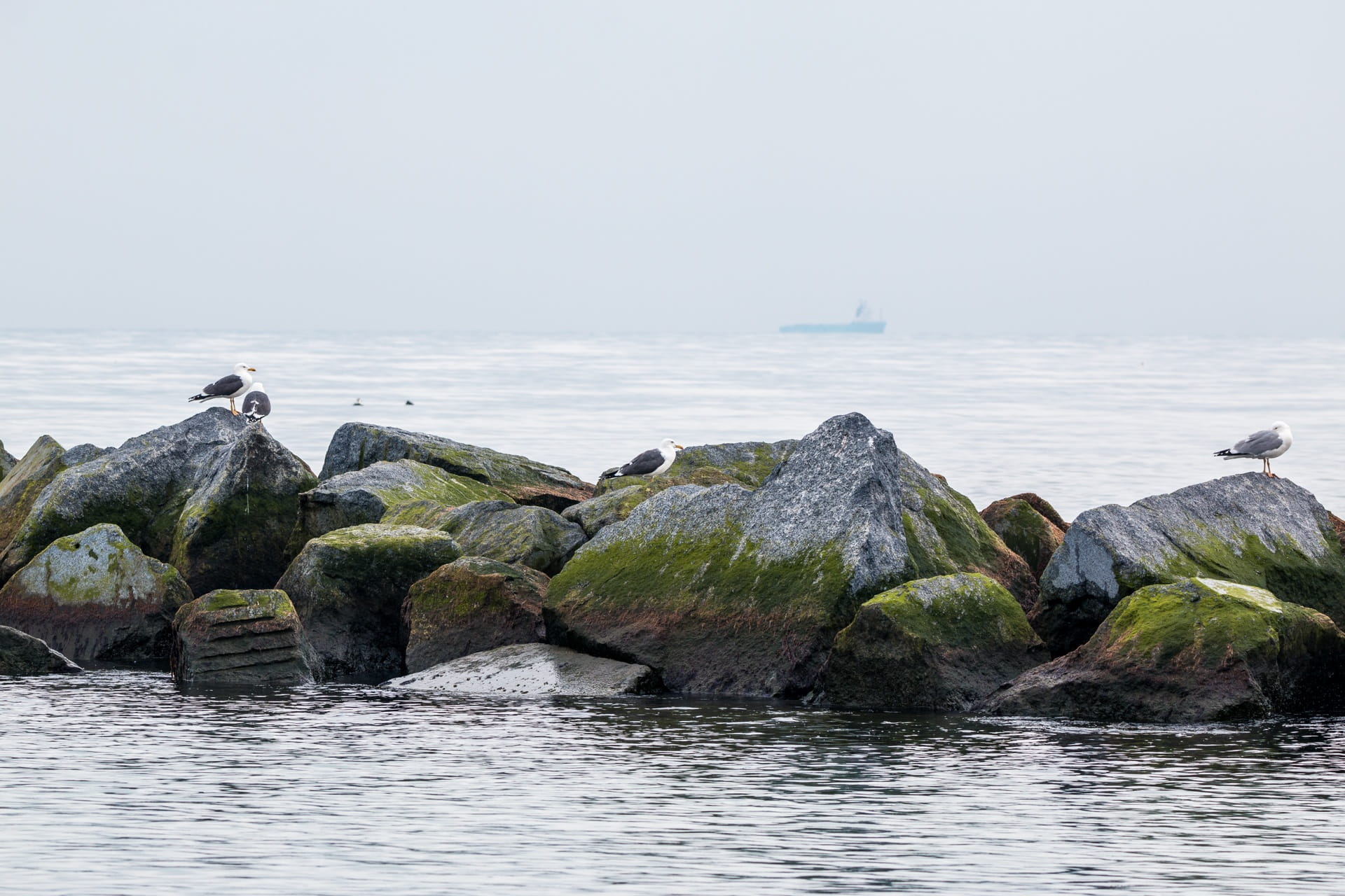 helgoland, rock, no people, sea, 1080P, scenics - nature, beauty in nature, outdoors, dune, animal, sky, solid, animal themes, nature, day, tranquility, HD Wallpaper