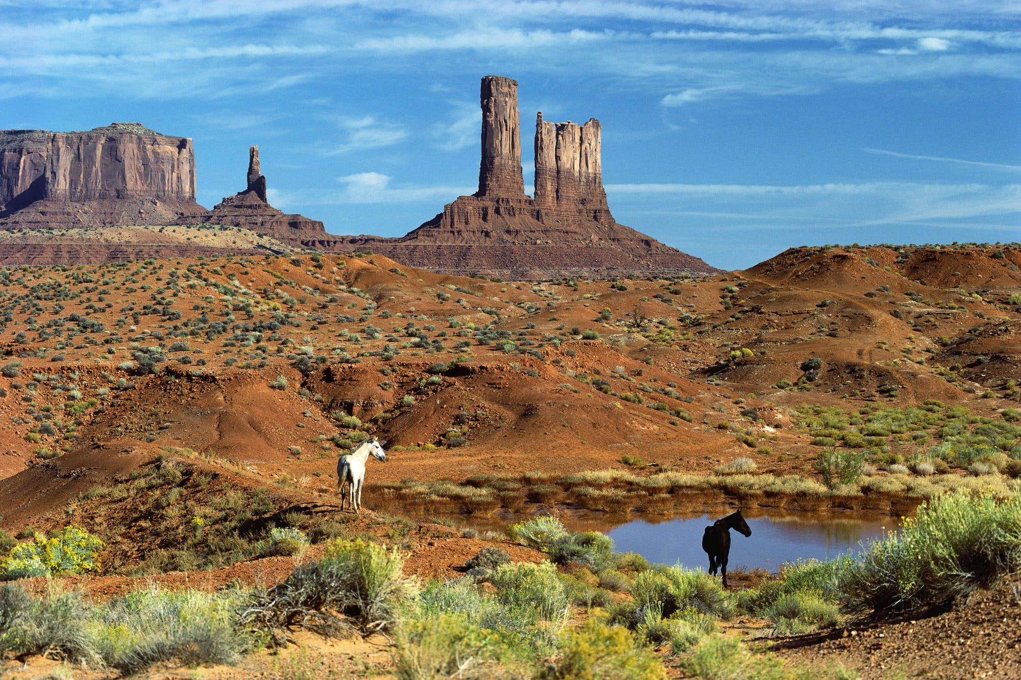 1080P, animals, horse, horses, waters, near, desert, utah, lake, HD Wallpaper