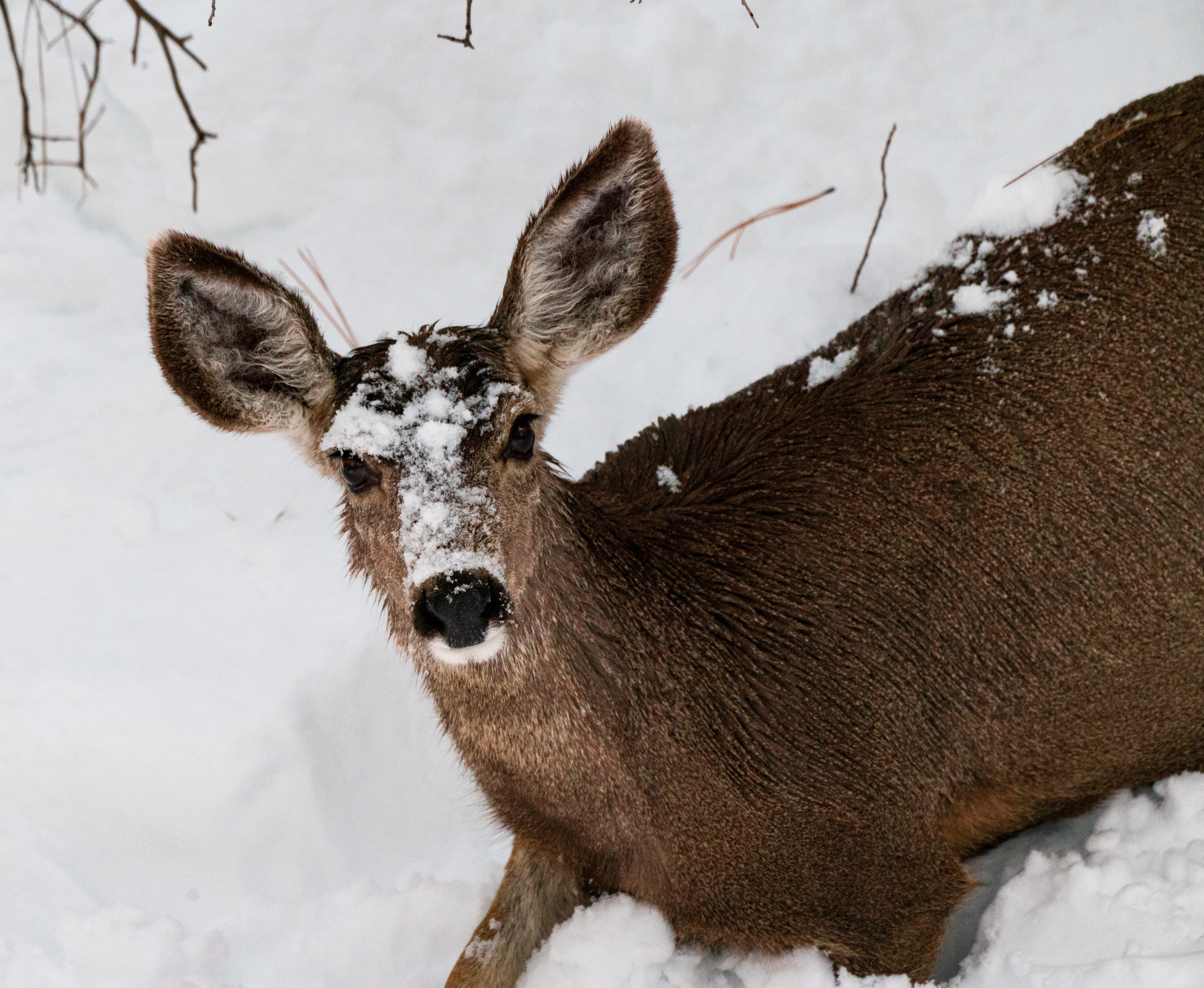 5K, one animal, animal, animal themes, prescott, field, central arizona forest, cattle, snow, antelope, snowing, elk, vertebrate, deer, bird, herbivorous, HD Wallpaper