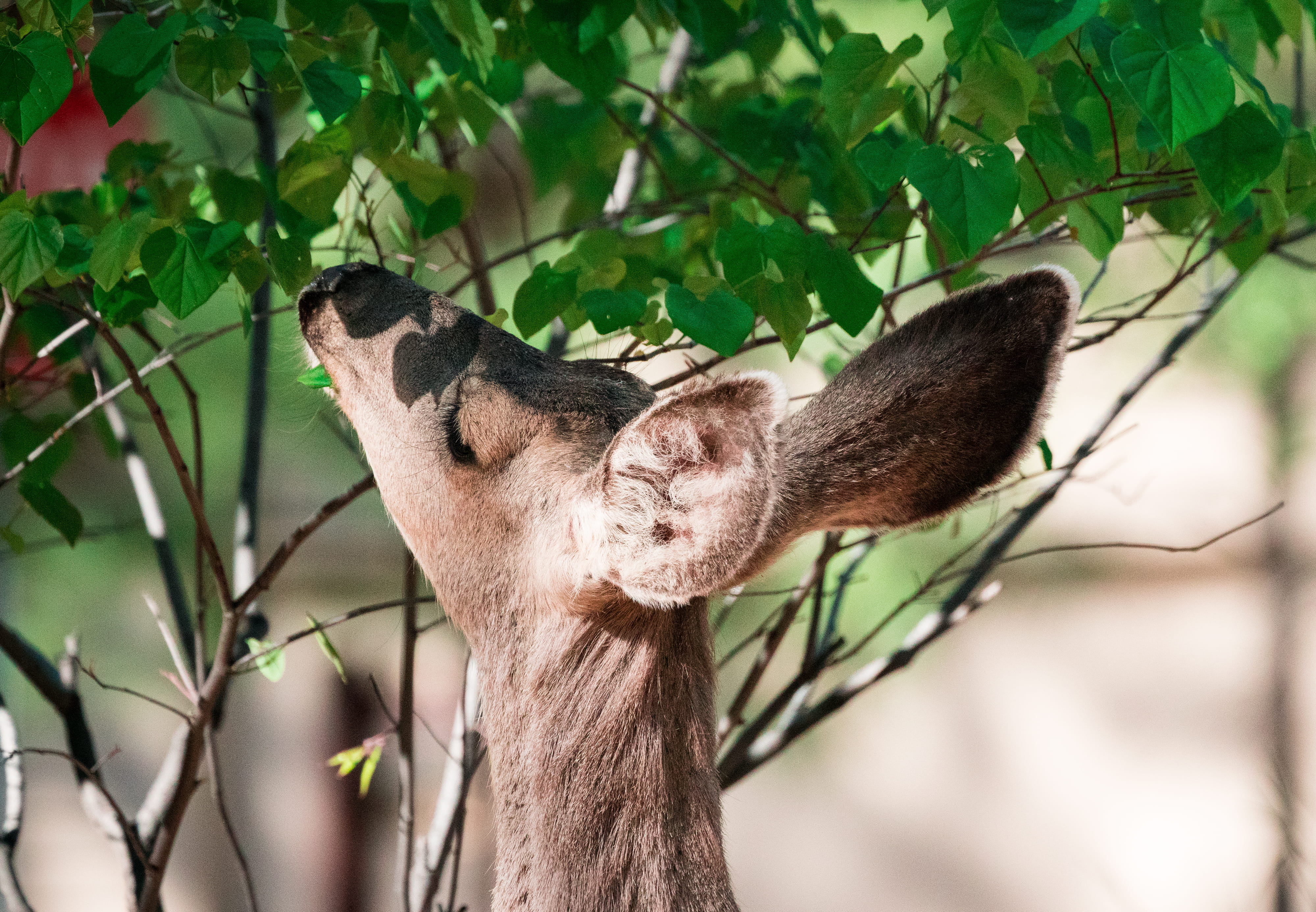 mammal, outdoors, herbivorous, branch, animals in the wild, plant part, united states, tree, plant, animal body part, prescott, one animal, forest, deer, HD Wallpaper