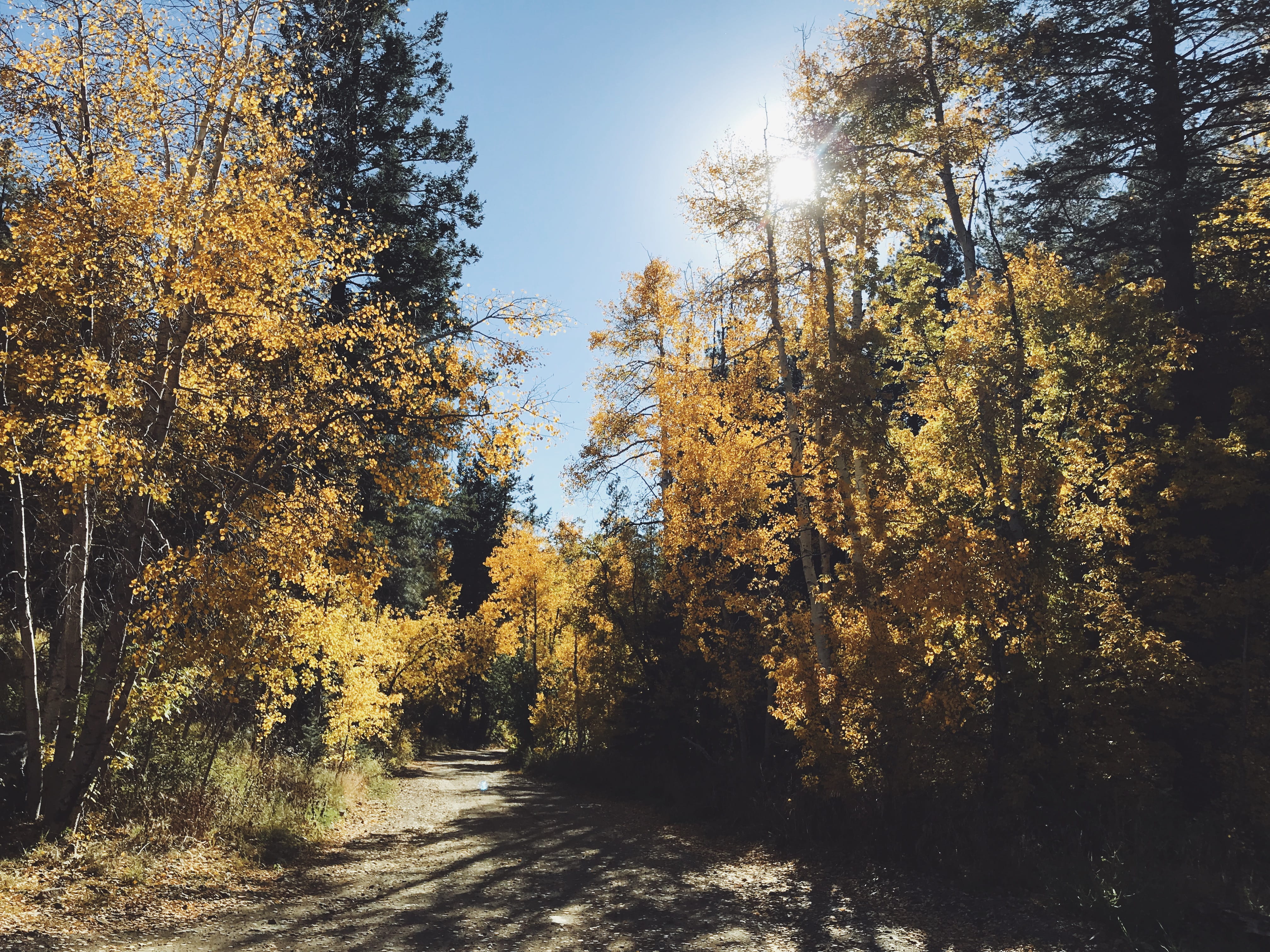 scenics - nature, forest, tree, direction, prescott, autumn, sunlight, woodland, plant, footpath, united states, tranquility, nature, sky, trails, outdoors, HD Wallpaper