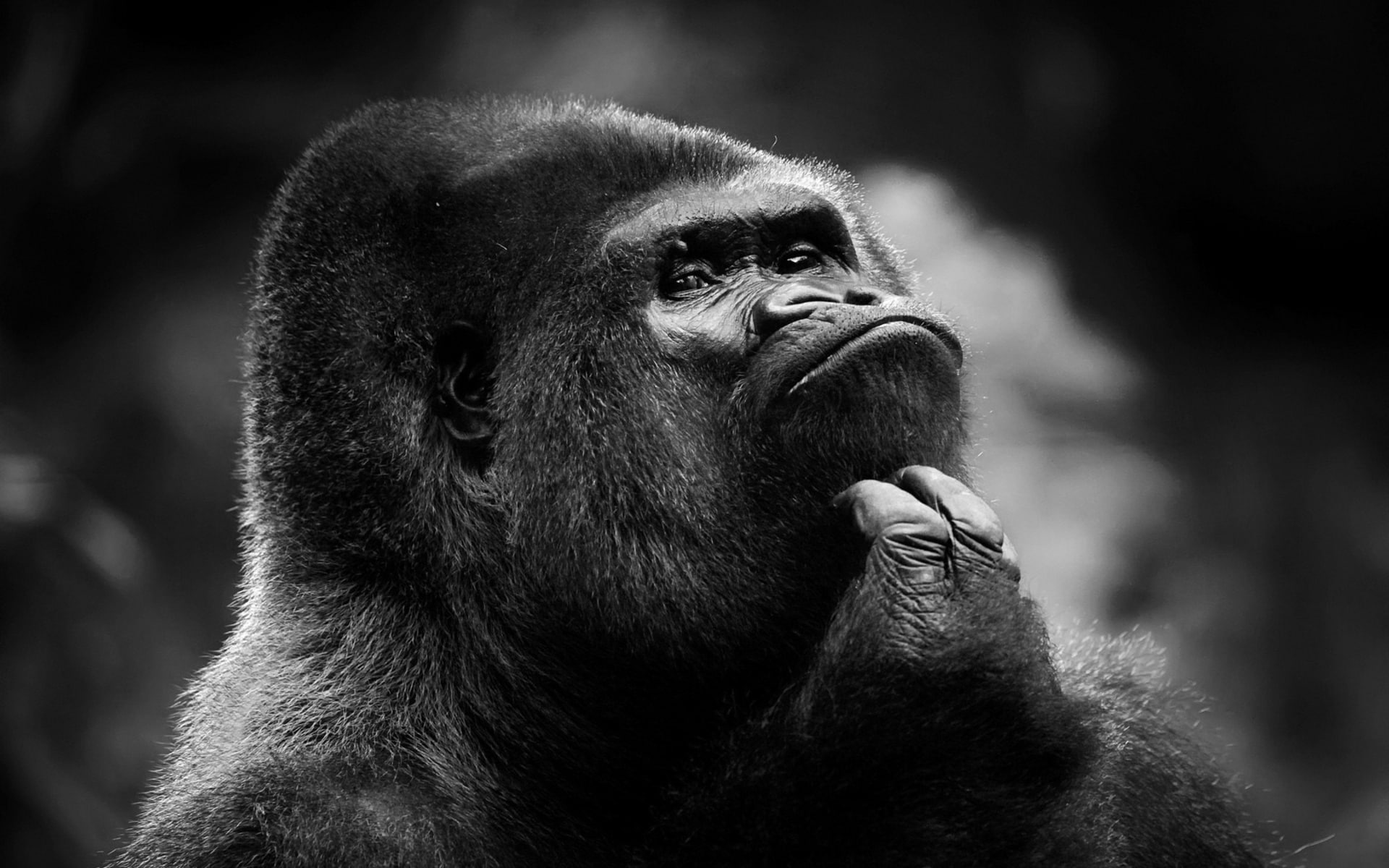 looking, animals in the wild, focus on foreground, one animal, gorilla, human face, contemplation, close-up, people, monochrome, portrait, #HARAMBE:(, Animal, HD Wallpaper