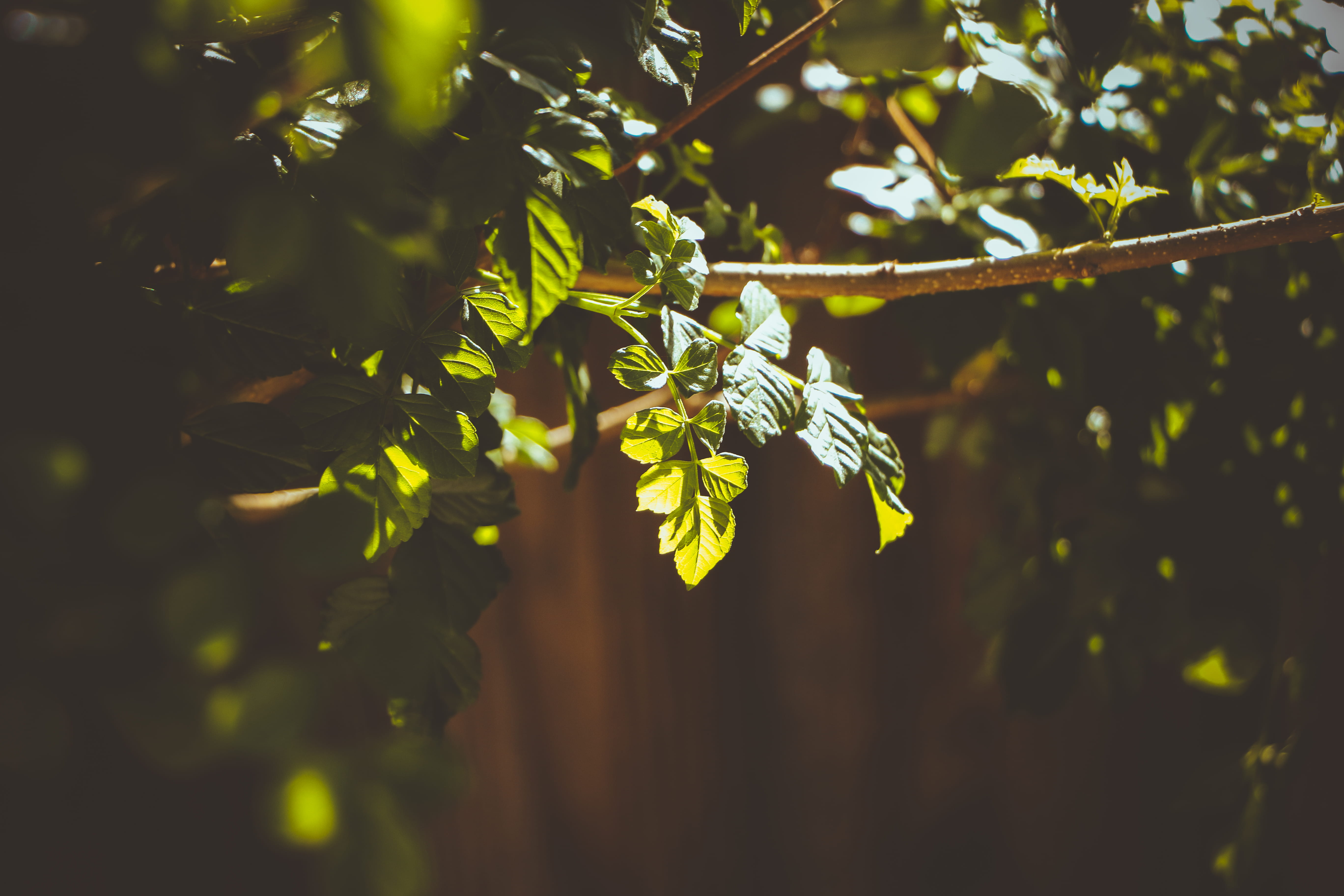 healthy eating, branch, plant part, no people, beauty in nature, fruit, food and drink, freshness, leaf, springtime, outdoors, green color, agriculture, HD Wallpaper