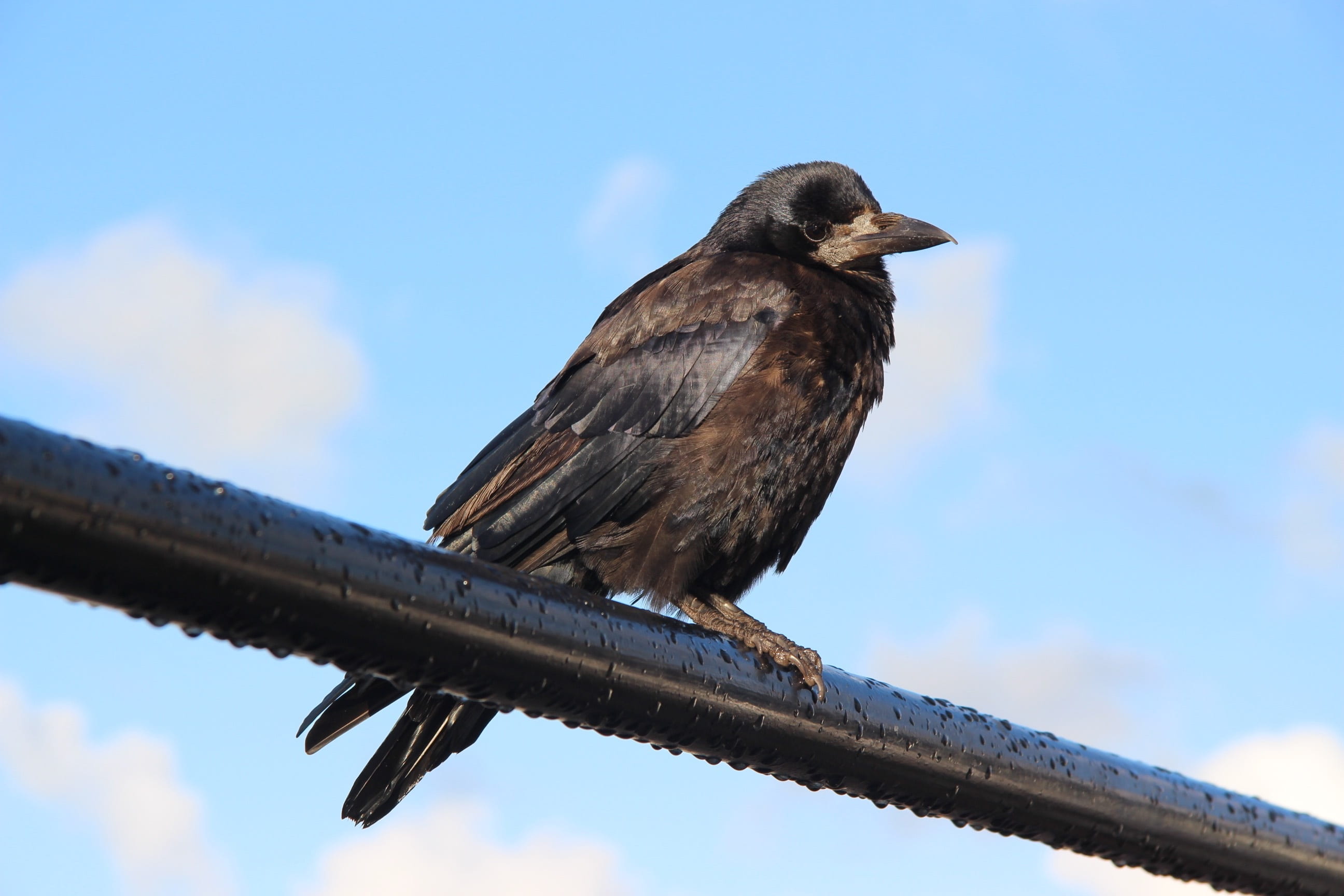 ireland, crowe, cloud - sky, outdoors, black, sky, one animal, railing, animal, animal themes, full length, 2K, animal wildlife, low angle view, dingle, HD Wallpaper