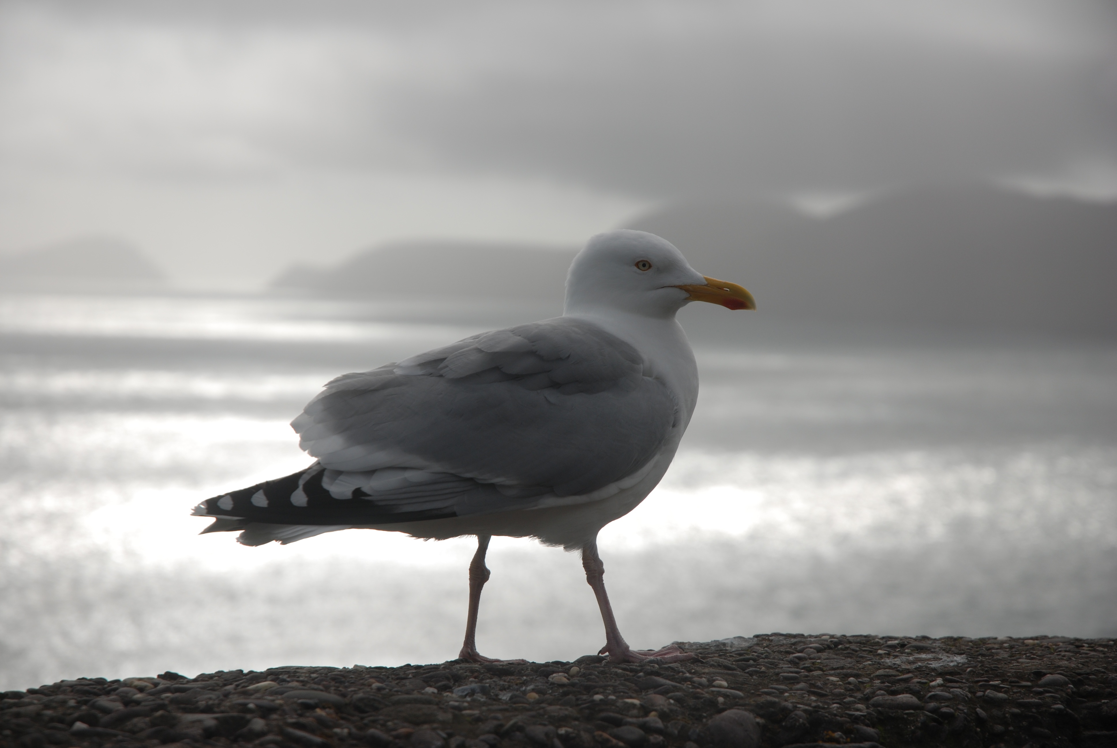 beach, day, rock, bird, gull, ventry, slea head drive, water, malin head, no people, 4K, animal, outdoors, vertebrate, focus on foreground, castlecove, HD Wallpaper