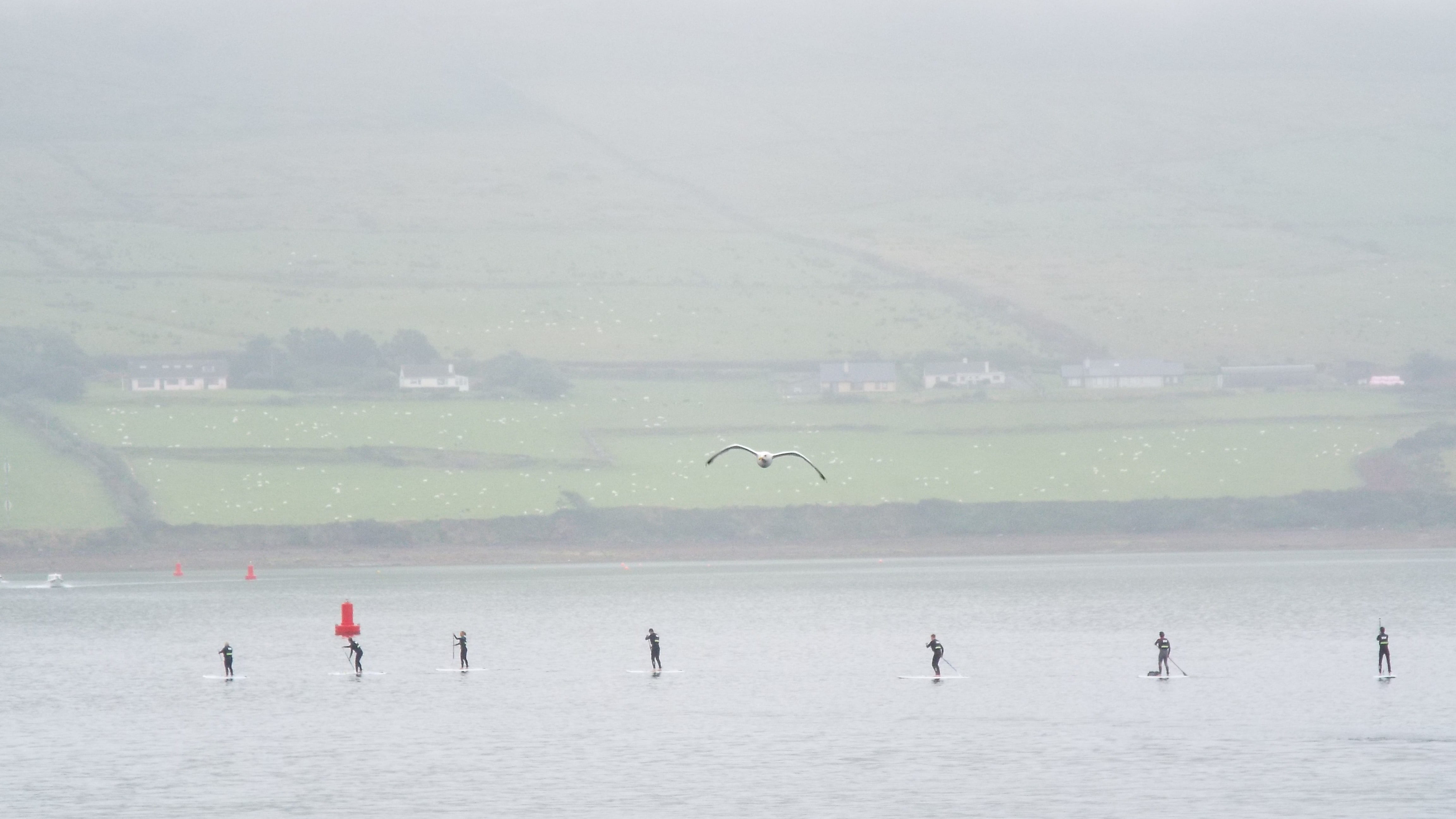 paddleboarding, atlantic, seagull, day, bird, ocean, nature, men, dingle, sport, 4K, sheep, hazy, scenics - nature, sea, ireland, water sports, waterfront, HD Wallpaper