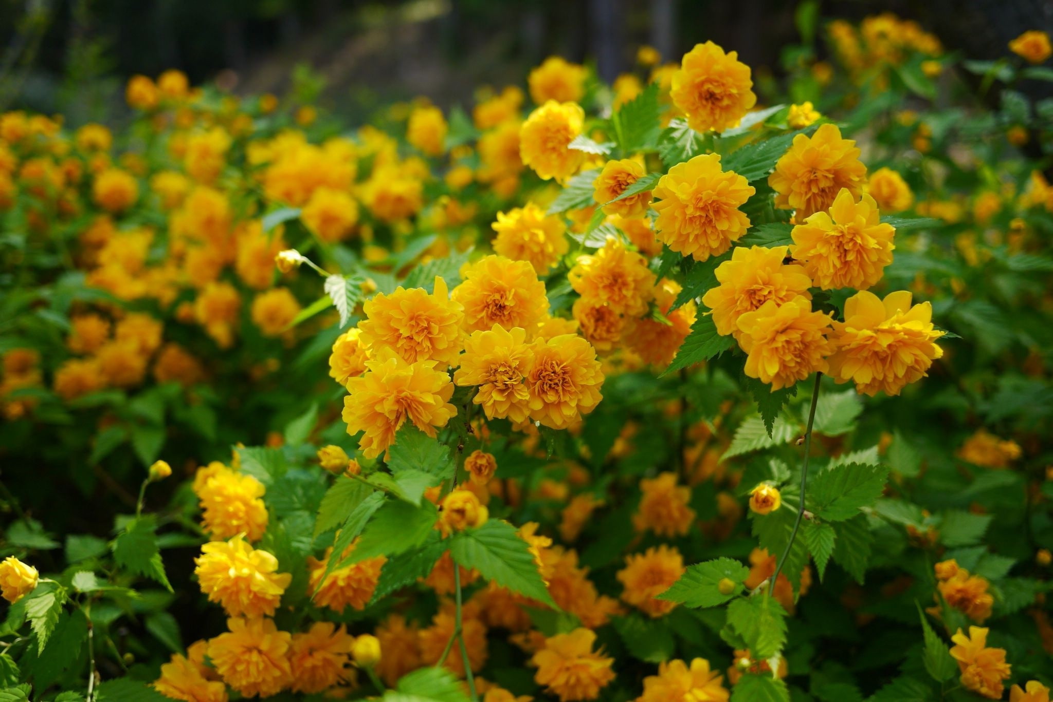 kerry, 1080P, japanese, flowers, shrubs, Kerry Japanese, HD Wallpaper