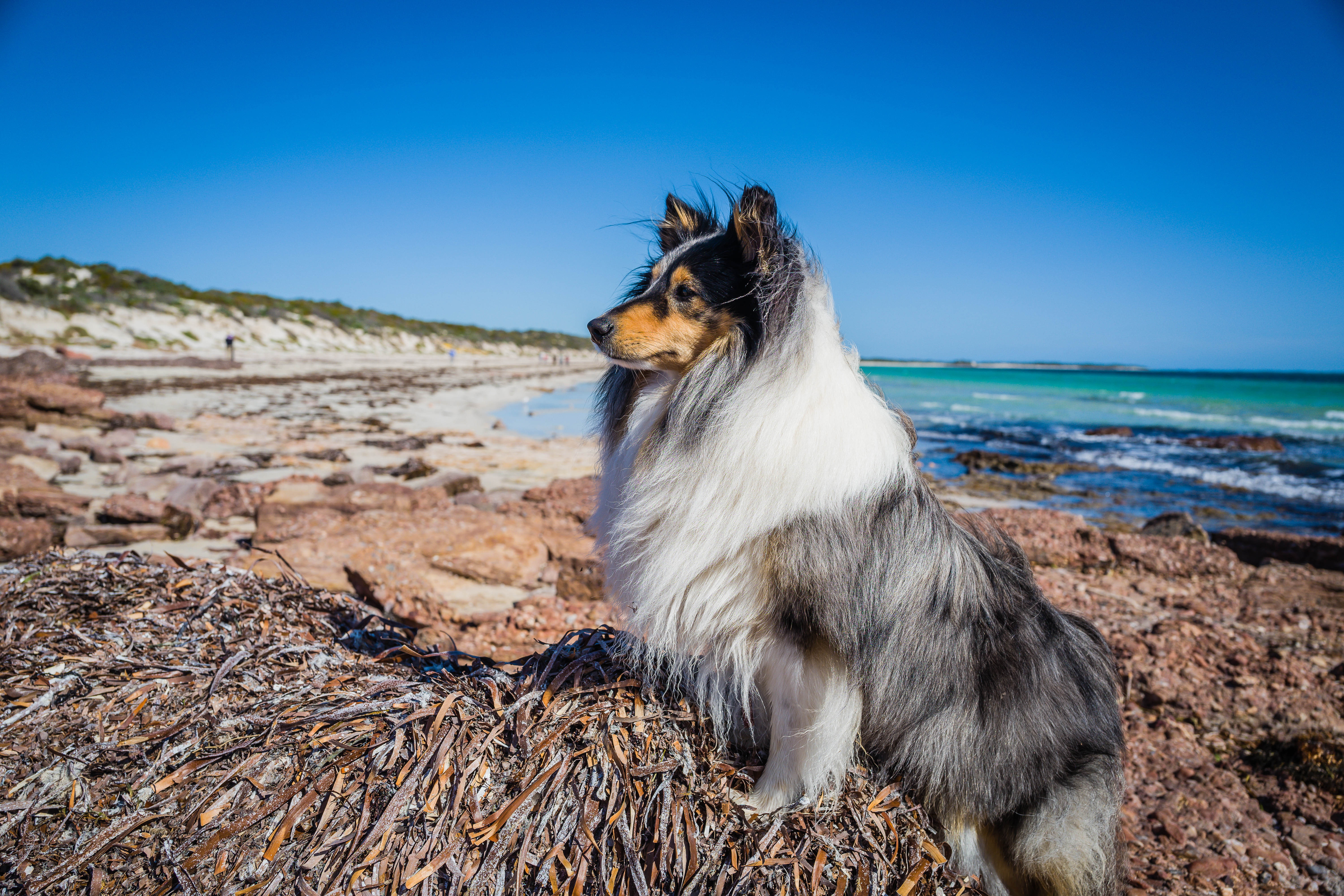 Shetland Sheep Dog, dog, 5K, beach, HD Wallpaper