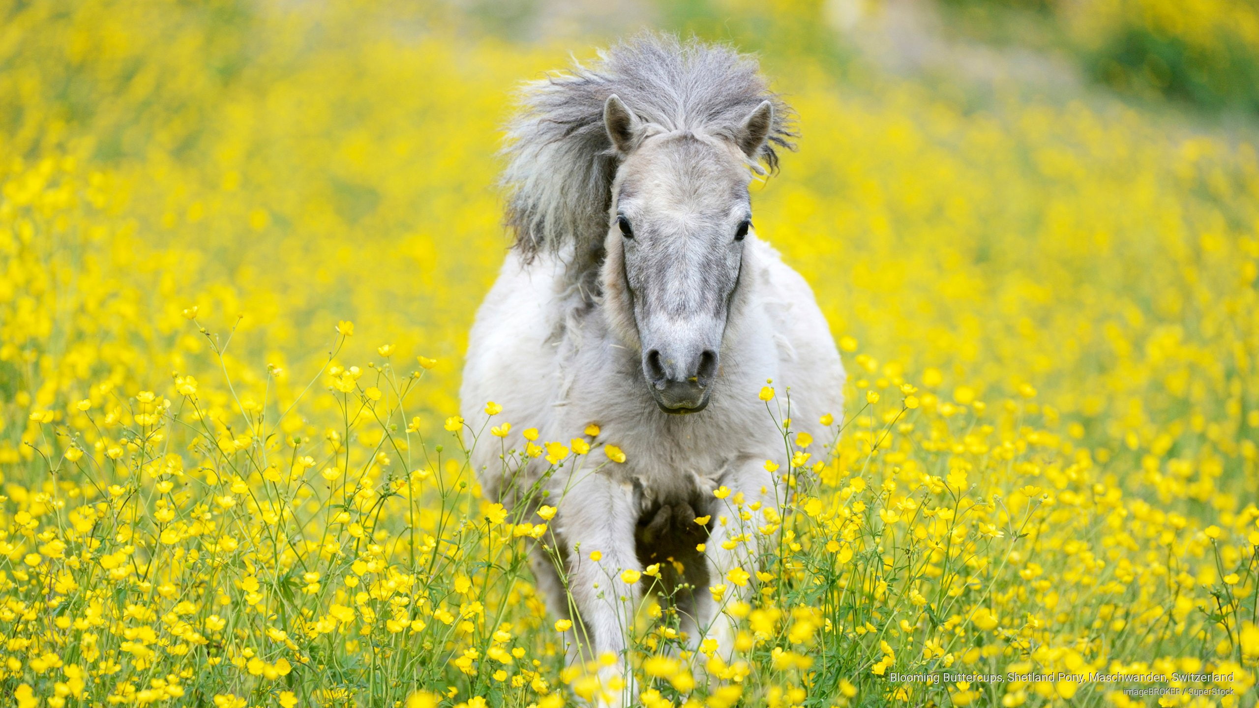 switzerland, pony, 2K, shetland, maschwanden, buttercups, blooming, Animals, HD Wallpaper