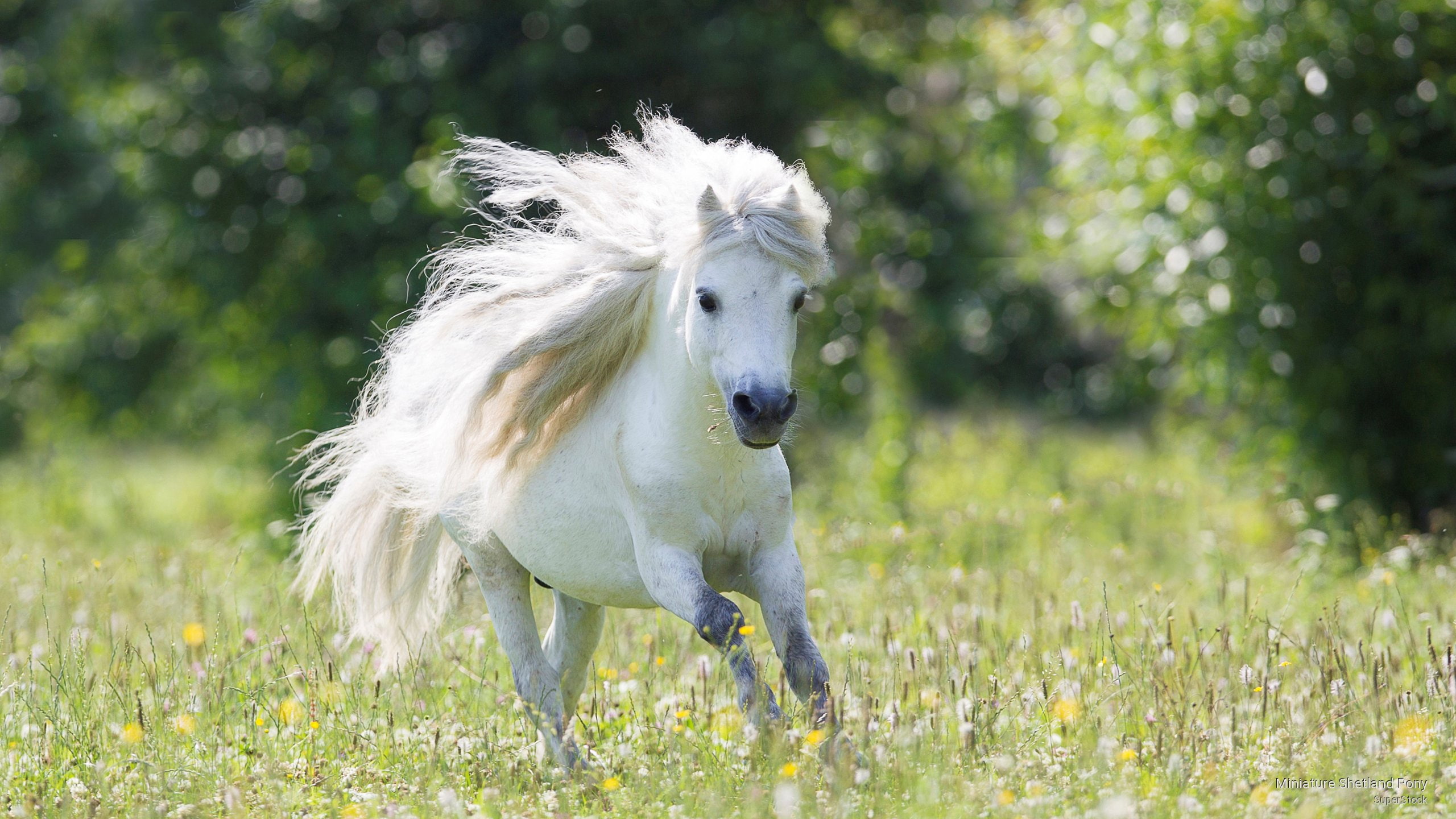 shetland, Animals, pony, miniature, 2K, HD Wallpaper