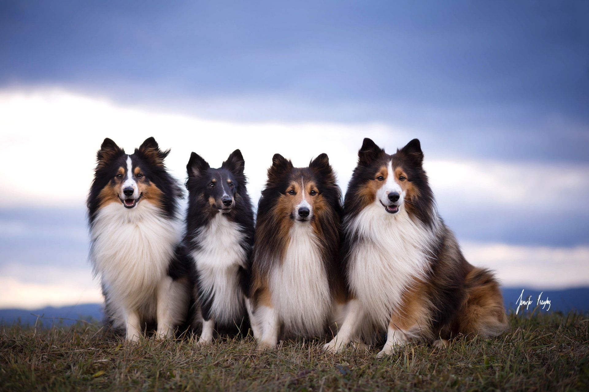 Shetland Sheepdog, 1080P, Dogs, HD Wallpaper