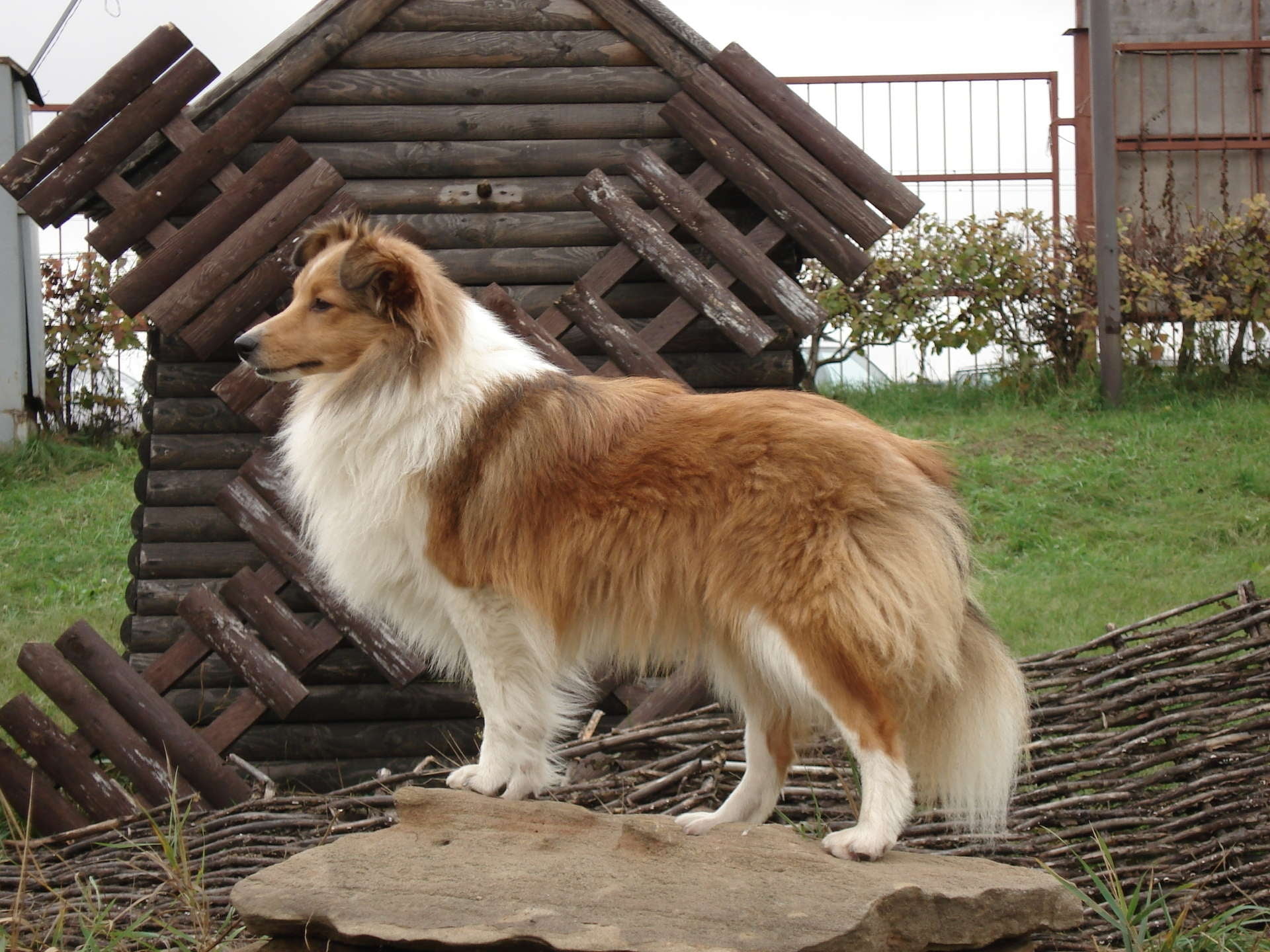 1080P, one animal, grass, fence, adult, sheepdog, architecture, animal themes, seat, sheltie, domestic, no People, domestic Animals, plant, animal, day, HD Wallpaper