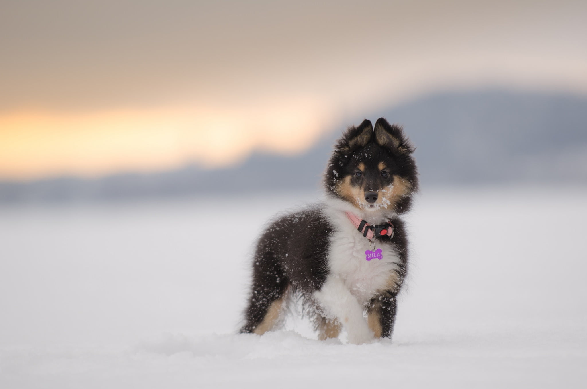 1080P, look, snow, muzzle, shetland sheepdog, sheltie, HD Wallpaper