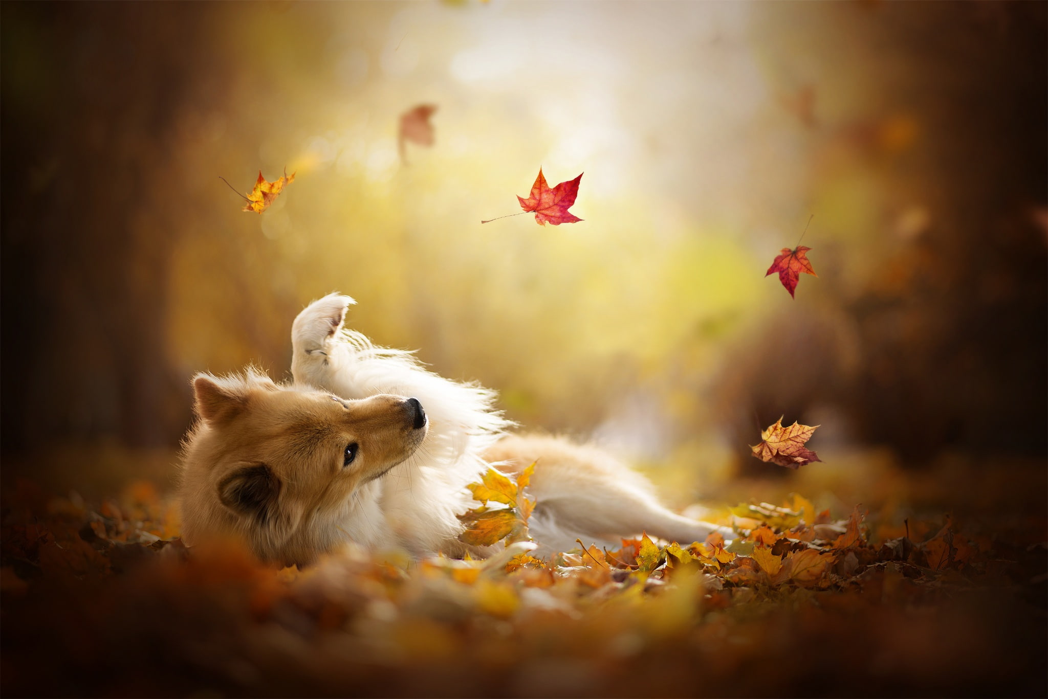dog, Sheltie, 1080P, leaves, the game, bokeh, Shetland Sheepdog, autumn, HD Wallpaper