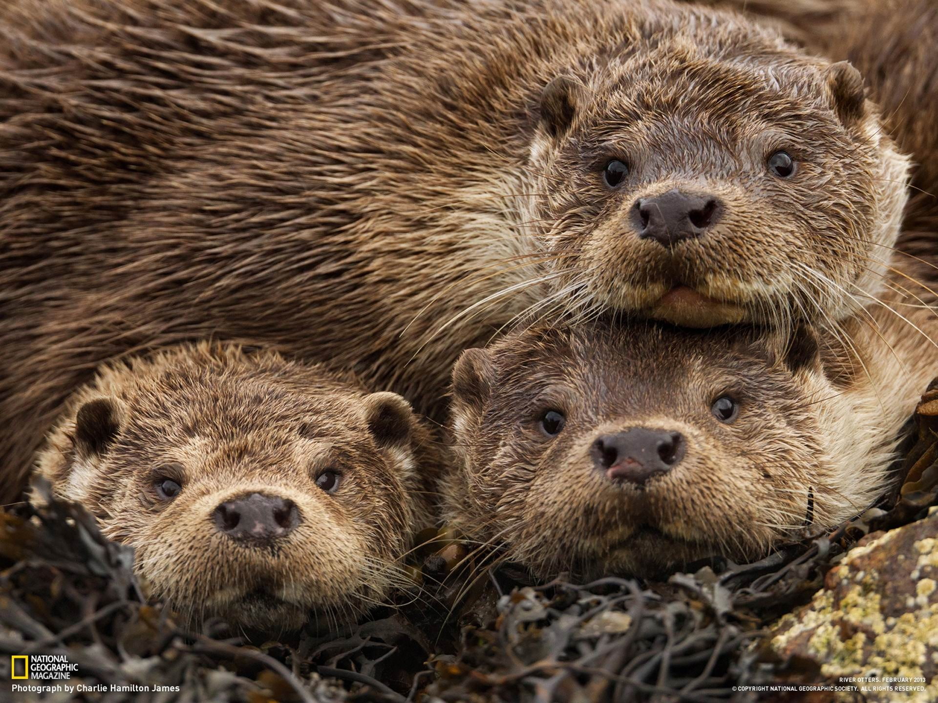 brown, young animal, animals in the wild, vertebrate, two animals, eurasian, animal family, underwater, national, three, togetherness, no people, close-up, HD Wallpaper