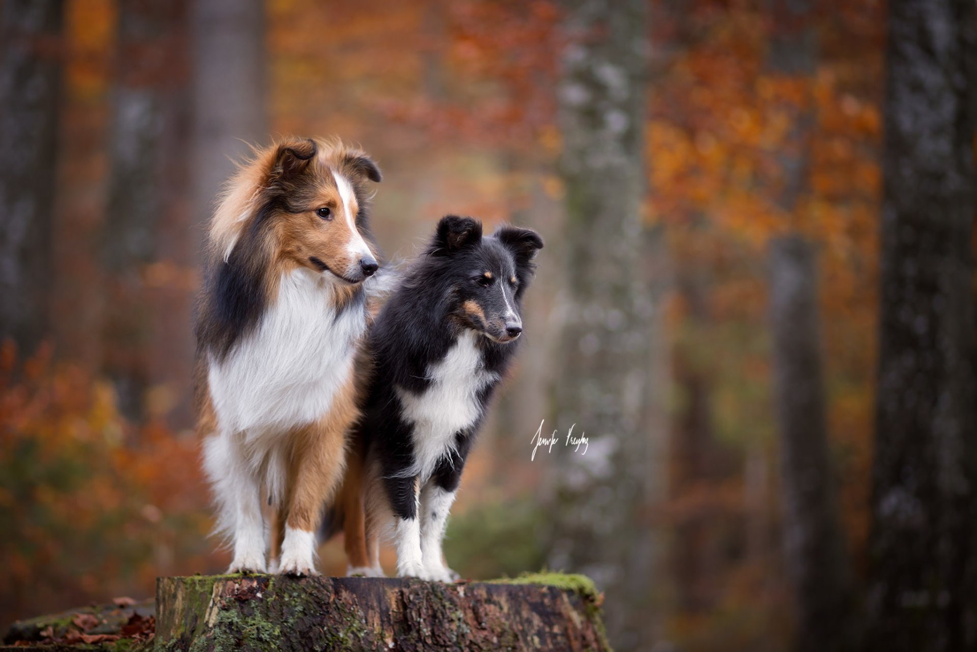 Shetland Sheepdog, 1080P, Dogs, HD Wallpaper