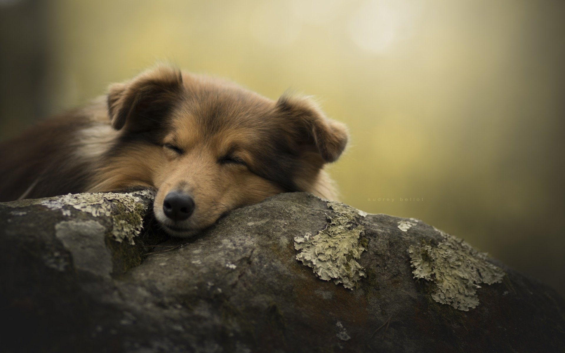 Shetland Sheepdog, Baby Animal, 1080P, Dogs, Puppy, HD Wallpaper
