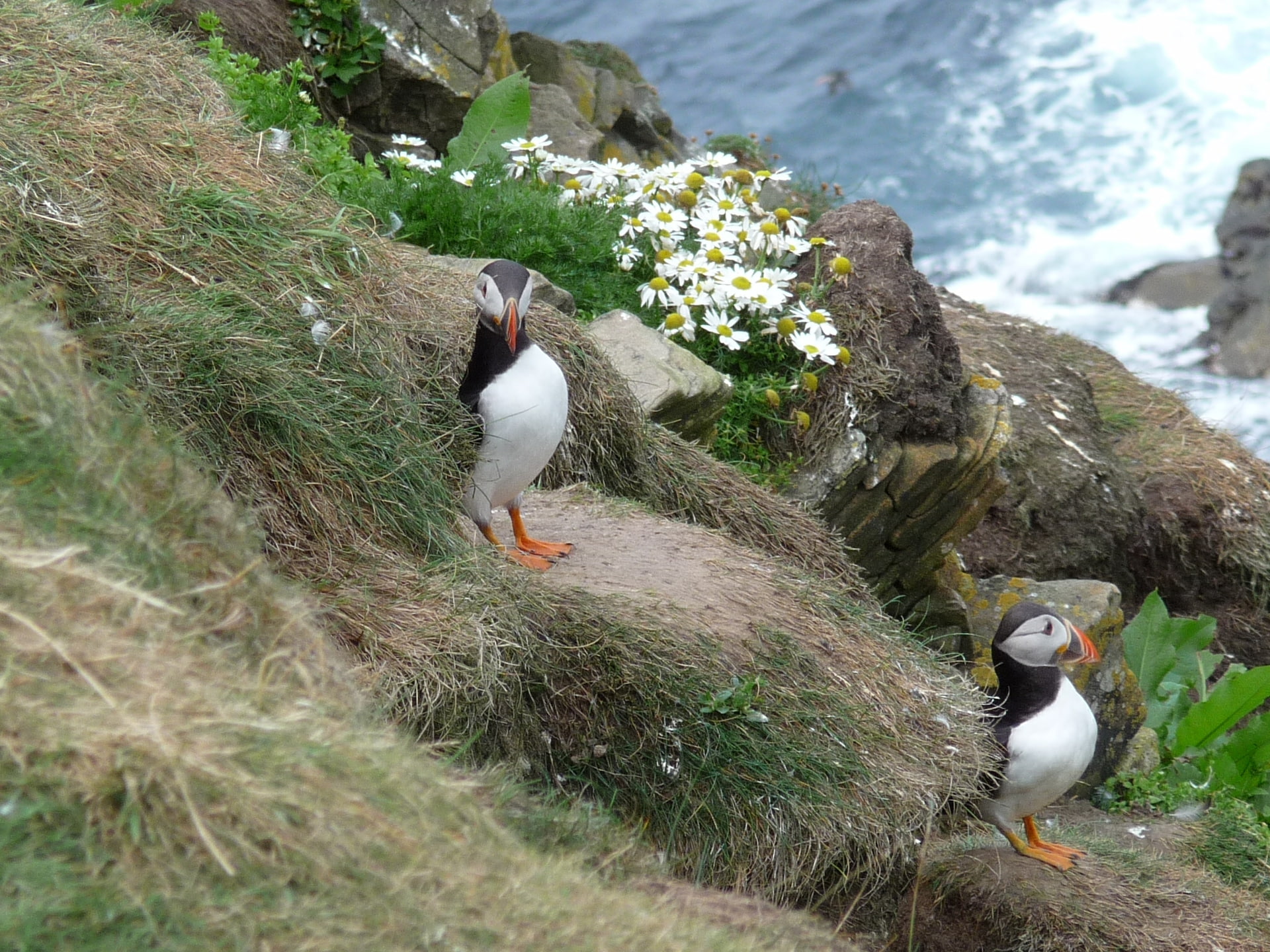 1080P, hd, art, Puffin, Shetland, birds, puffins, animals, HD Wallpaper