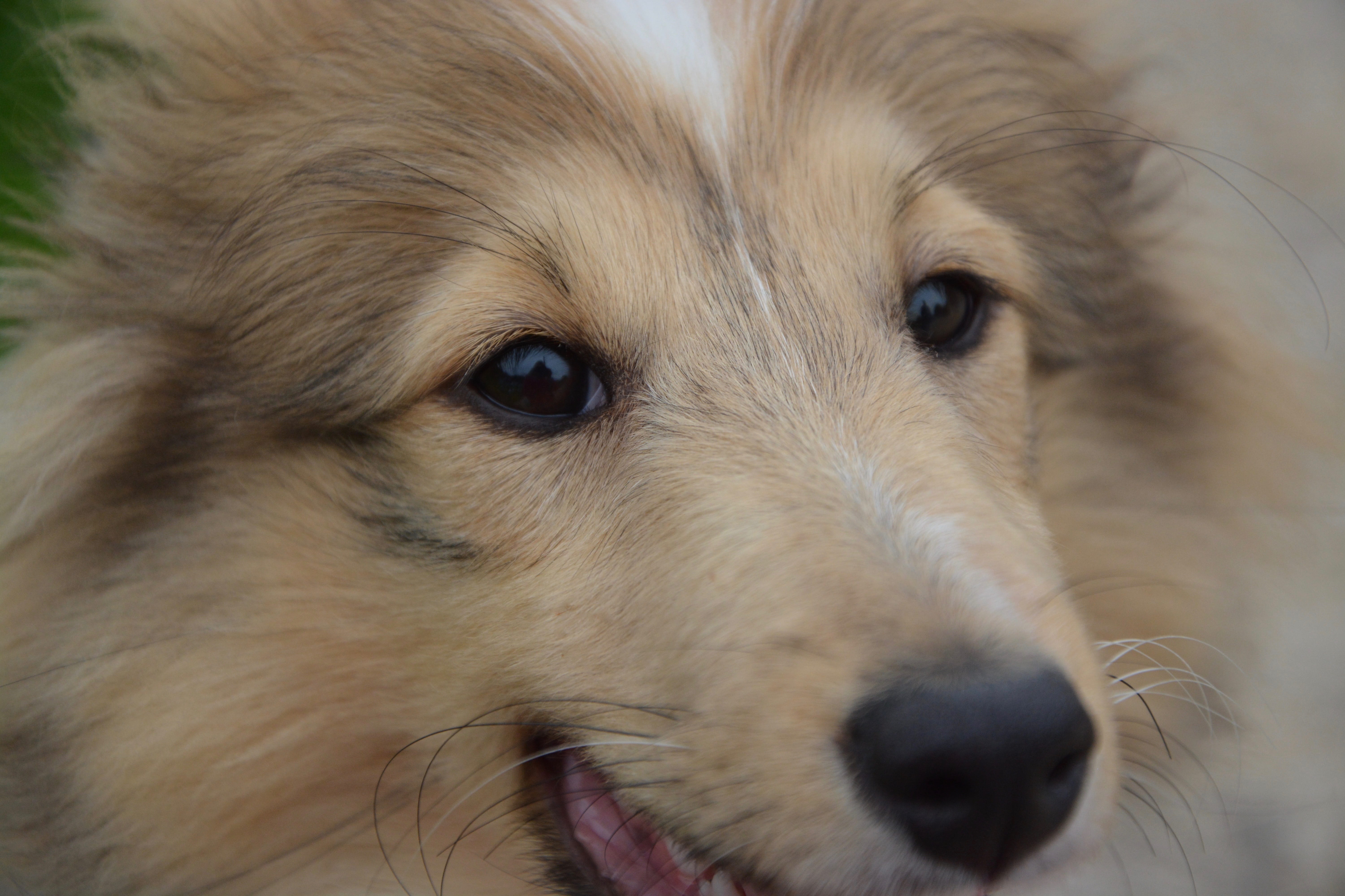 golden retriever, look, next dog, purebred dog, looking at camera, snout, one animal, portrait, retriever, 5K, hair, animal hair, animal eye, animal, whisker, HD Wallpaper