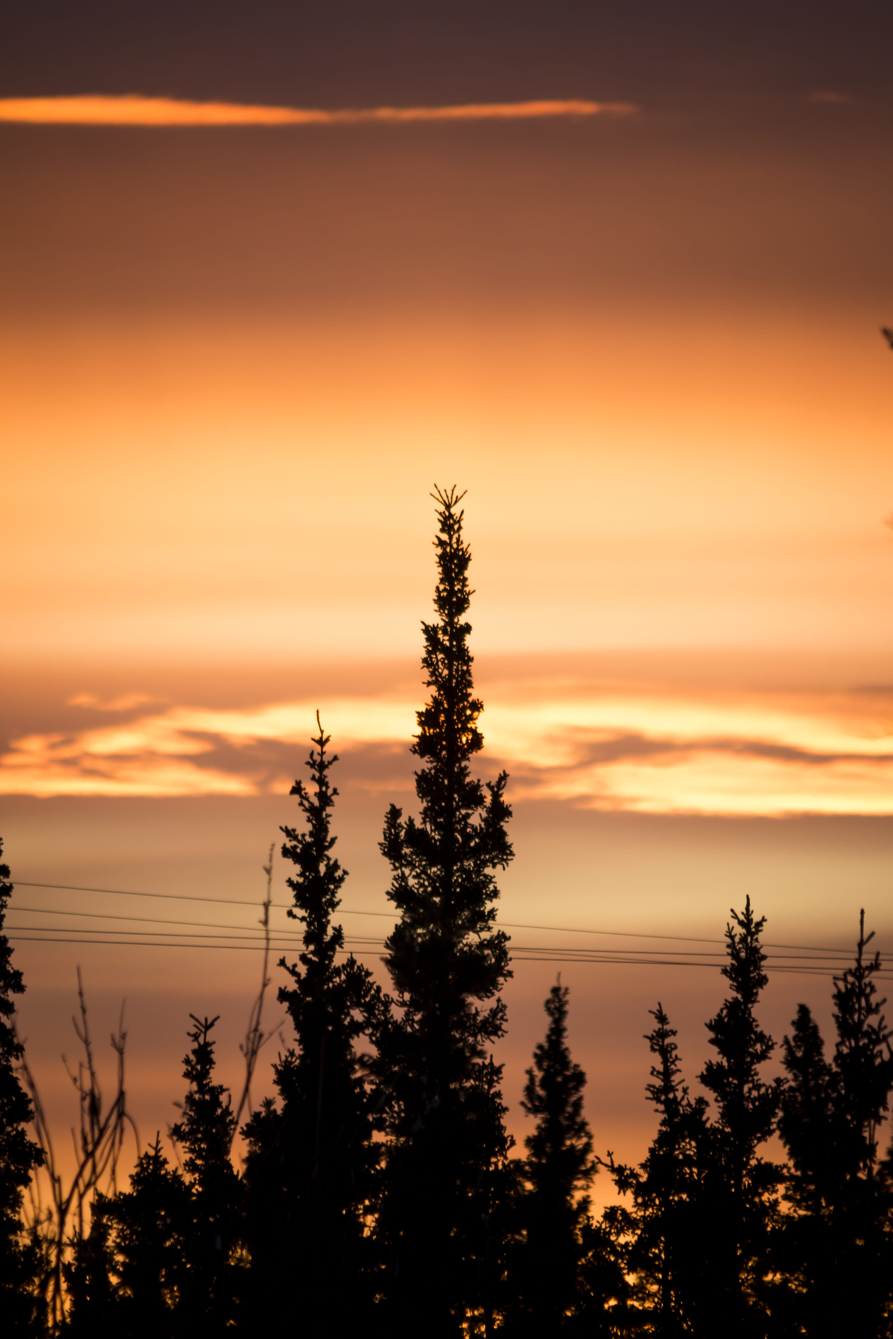 dawn, sunset, tranquil scene, tranquility, scenics - nature, dusk, sky, red sky, non-urban scene, united states, nature, flora, coniferous tree, spruce, Phone HD Wallpaper