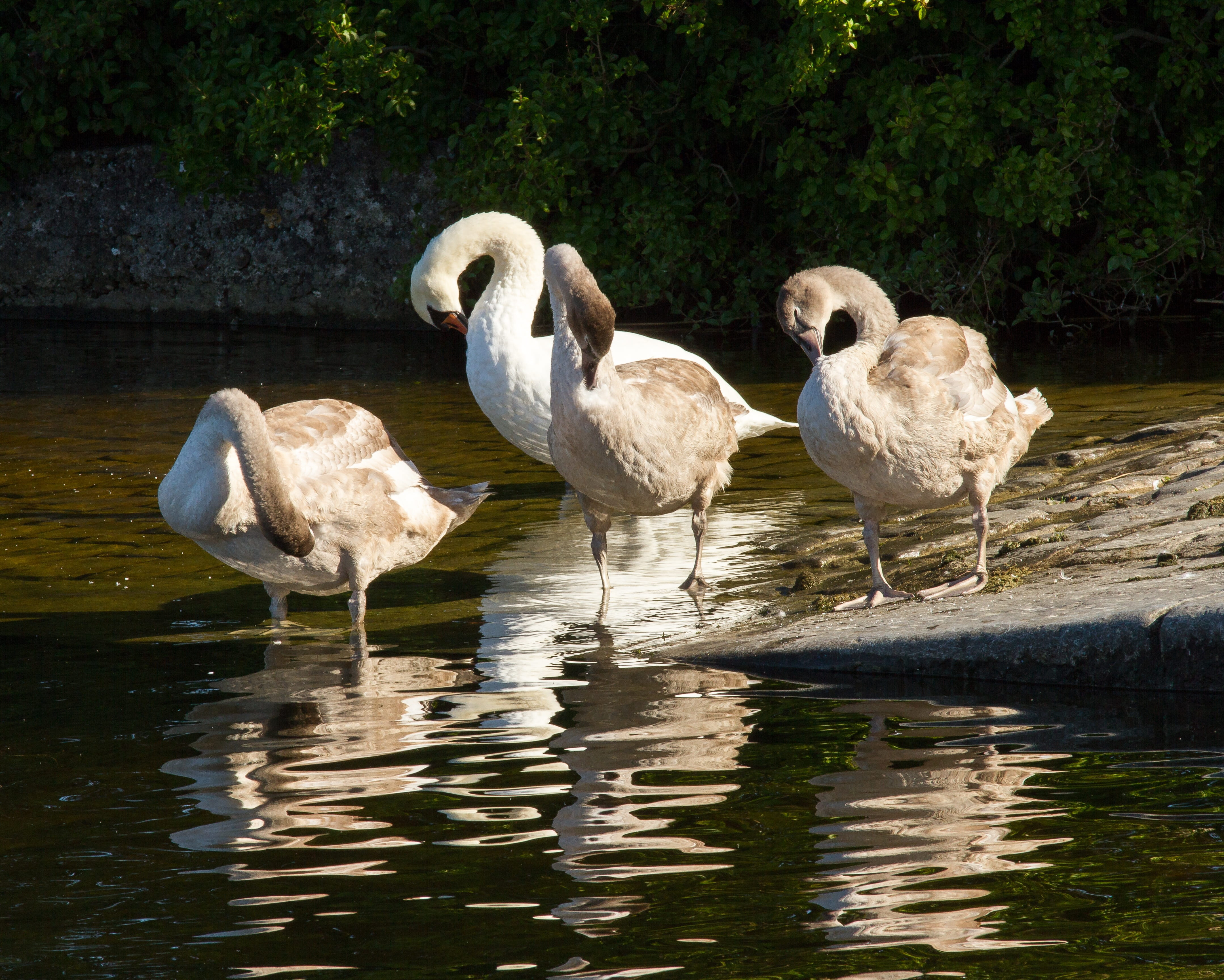 reflection, drinking, vertebrate, water, day, medium group of animals, 4K, nature, galway, ireland, animal wildlife, group of animals, tree, swan, swans, HD Wallpaper