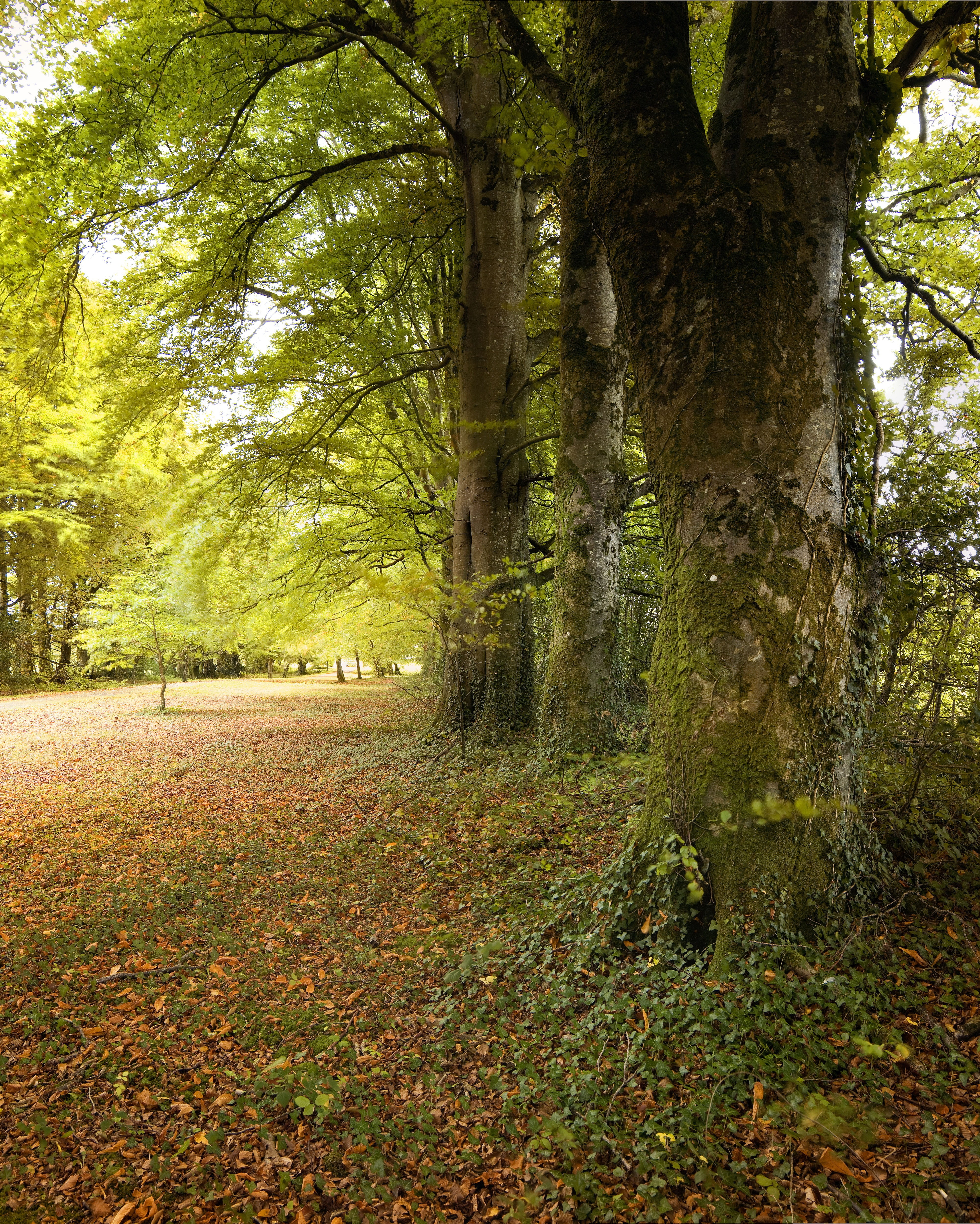 walk, woodland, green color, light, scenic, tuam, galway, plant, green, beauty in nature, mystical, tranquility, tree trunk, leaf, growth, plant part, autumn, Phone HD Wallpaper