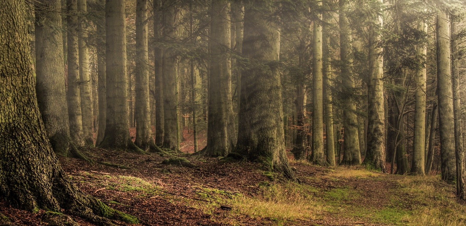 leaves, nature, trees, 720P, landscape, path, forest, grass, sun rays, sunlight, HD Wallpaper