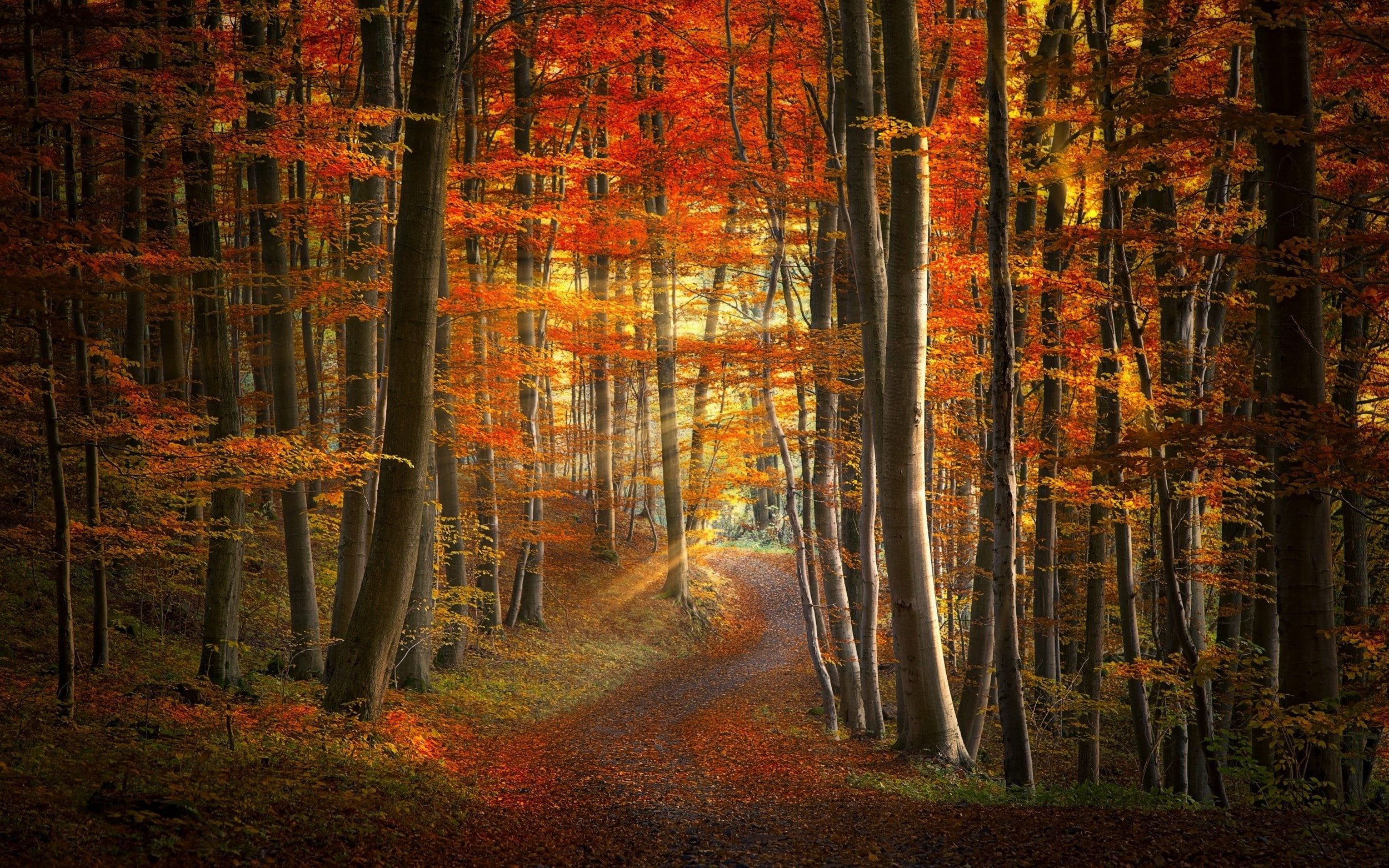 colorful, landscape, path, leaves, 1080P, forest, sun rays, nature, sunlight, fall, road, trees, HD Wallpaper