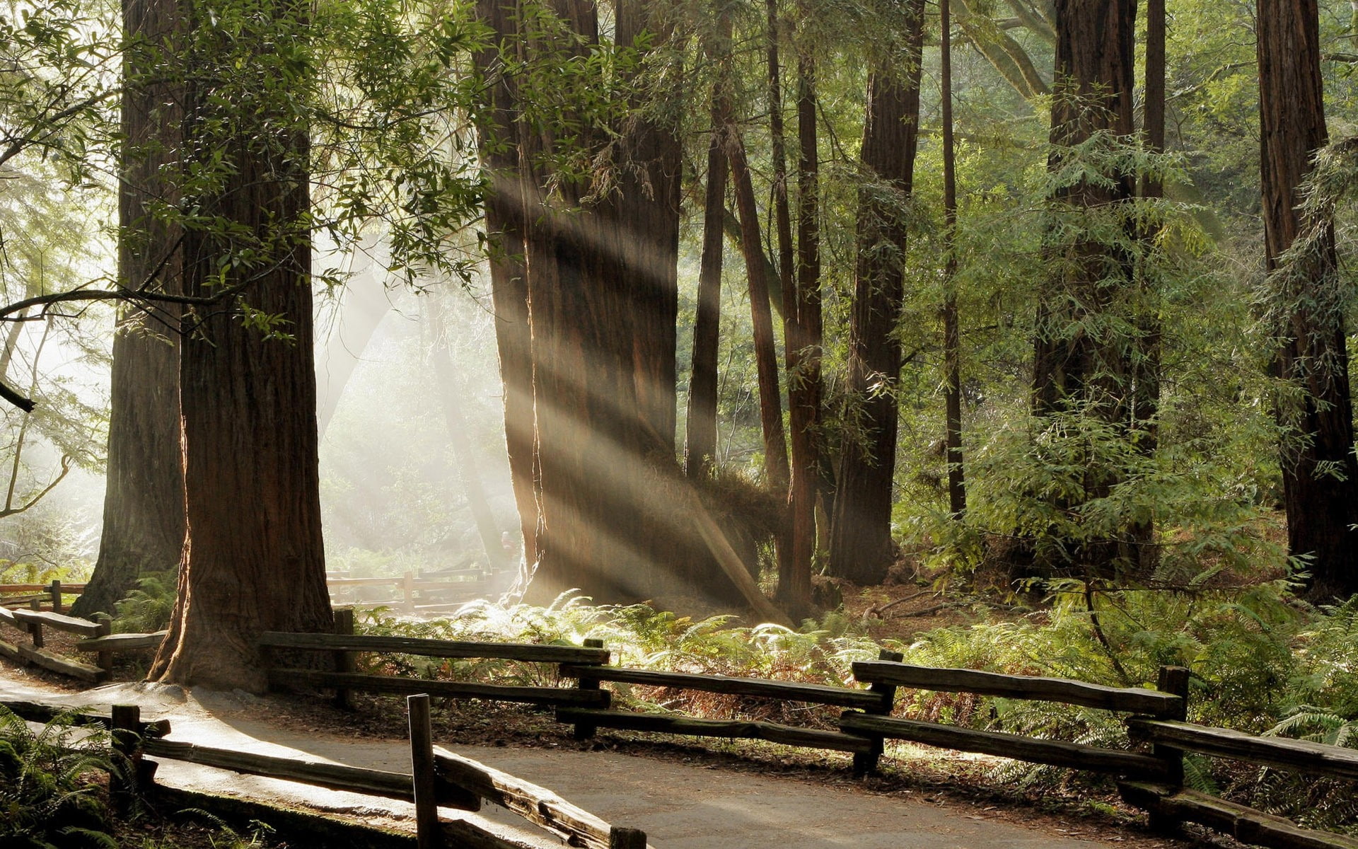 sunlight, shadow, bench, no people, sun rays, green color, trees, 1080P, tree, forest, tranquility, trunk, nature, tranquil scene, tree trunk, fence, path, HD Wallpaper