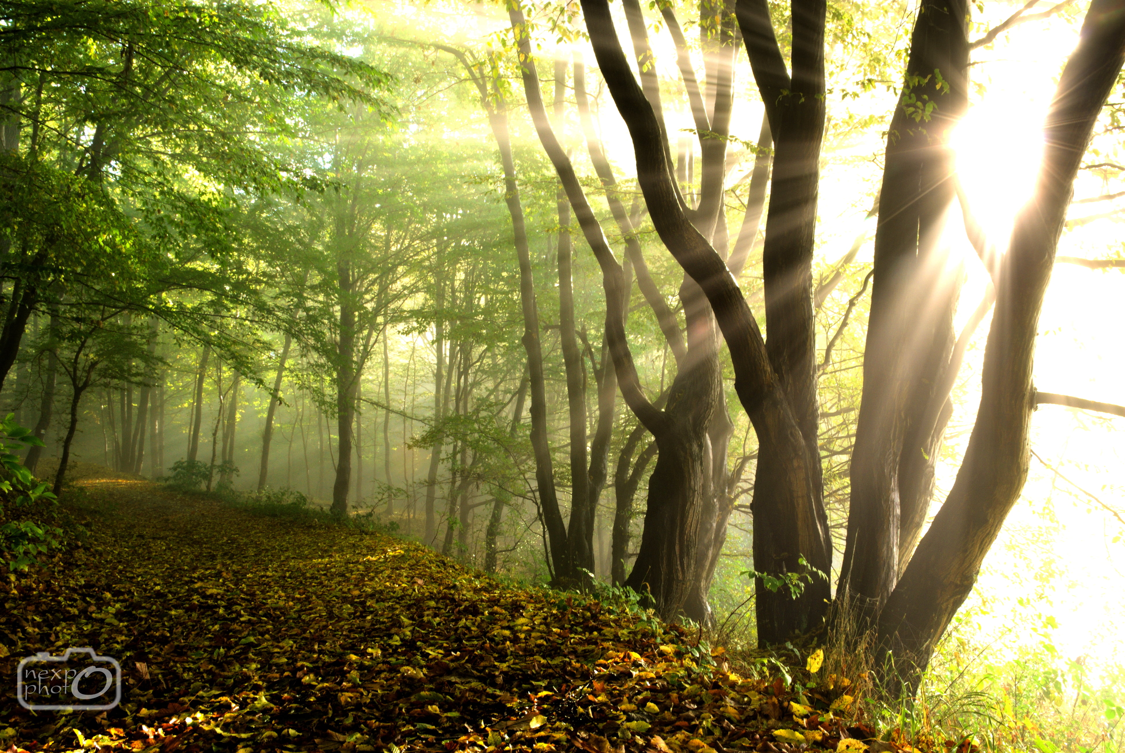 environment, land, tree, autumn, brown, no people, morning, day, change, path, bright, tranquil scene, mist, landscape, Poland, fog, 4K, Sun, beauty in nature, HD Wallpaper