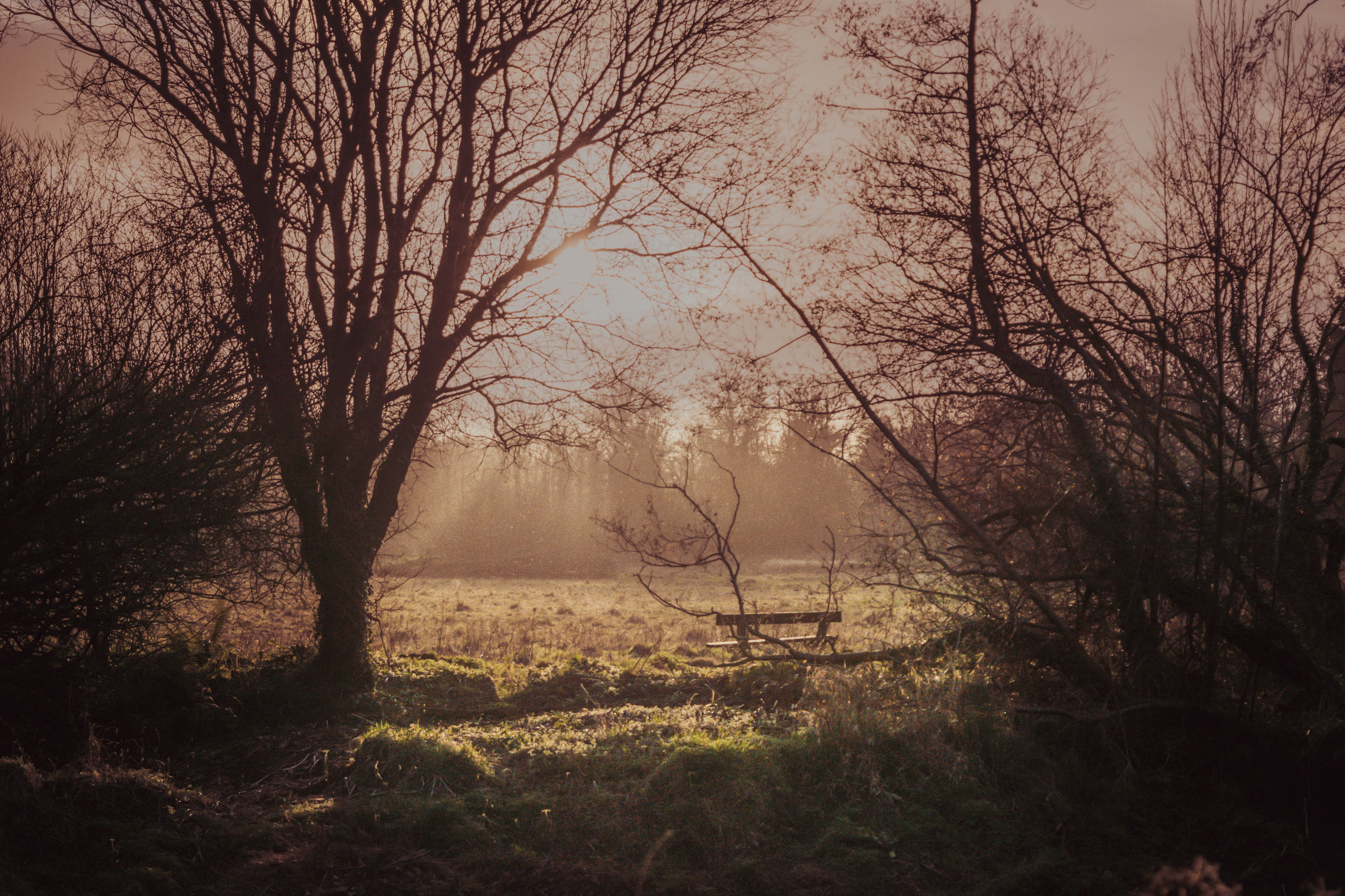 branch, no people, land, background, light, forest, plant, bench, field, nature, woodland, tree trunk, belfast, day, january, landscape, tranquility, 5K, HD Wallpaper