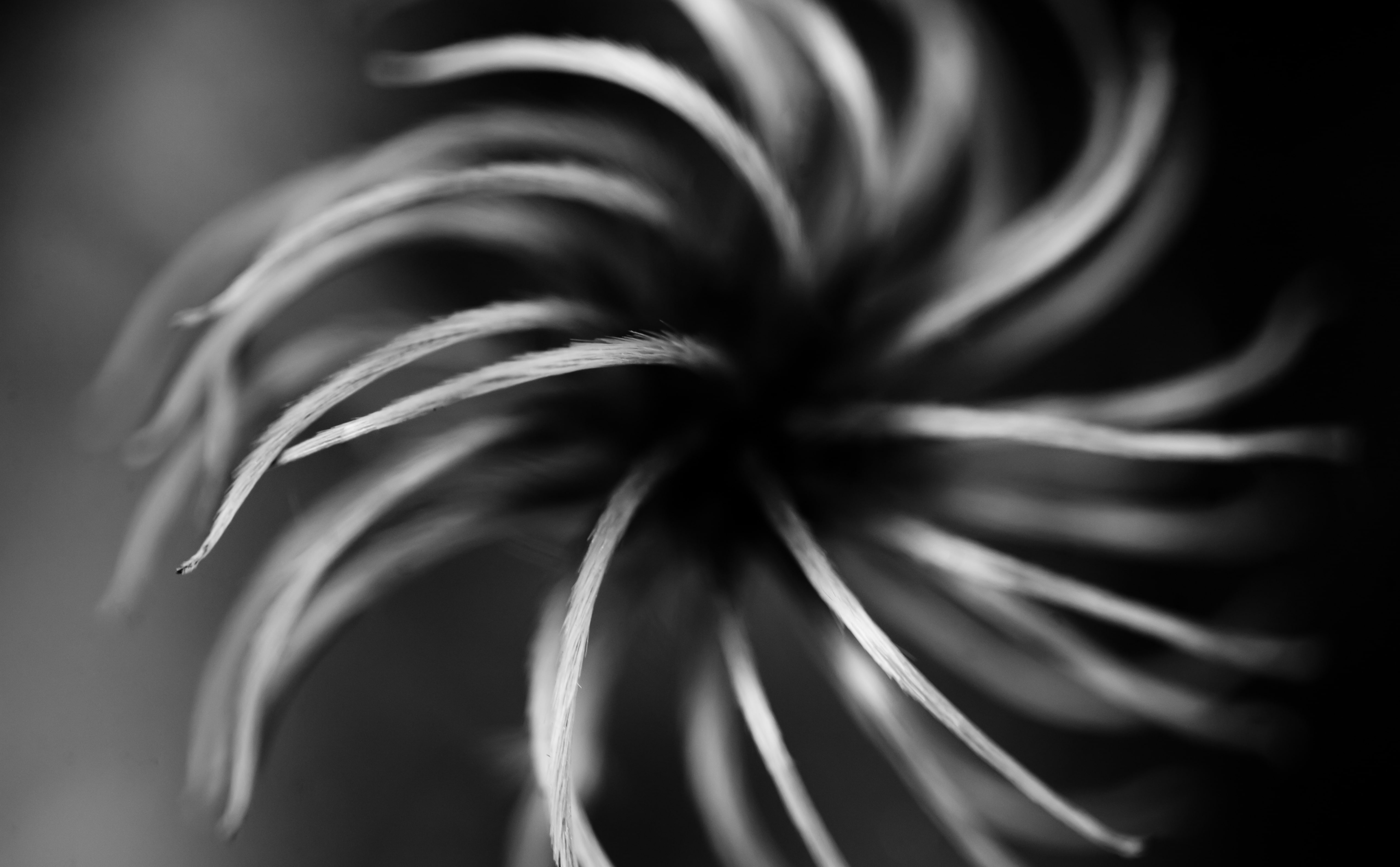 abstract, like, extreme close-up, hat, Black and White, 5K, full frame, Missouri, Shaws Garden, focus on foreground, backgrounds, freshness, Saint Louis, HD Wallpaper