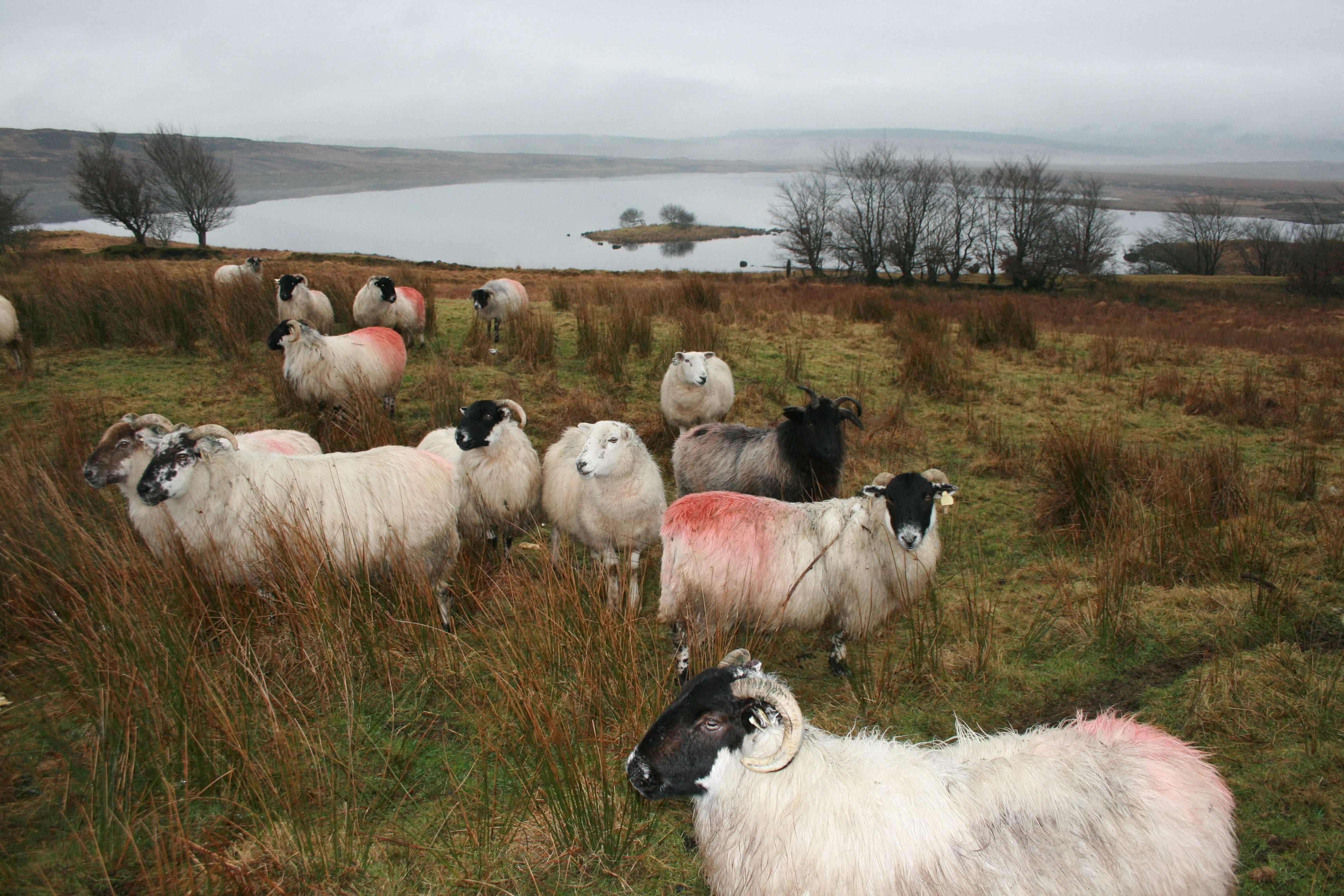 livestock, spring, ram, green, donegal, sheep, sky, animal wildlife, large group of animals, mutton, knitting, domestic, animal themes, animal, pets, farm, HD Wallpaper