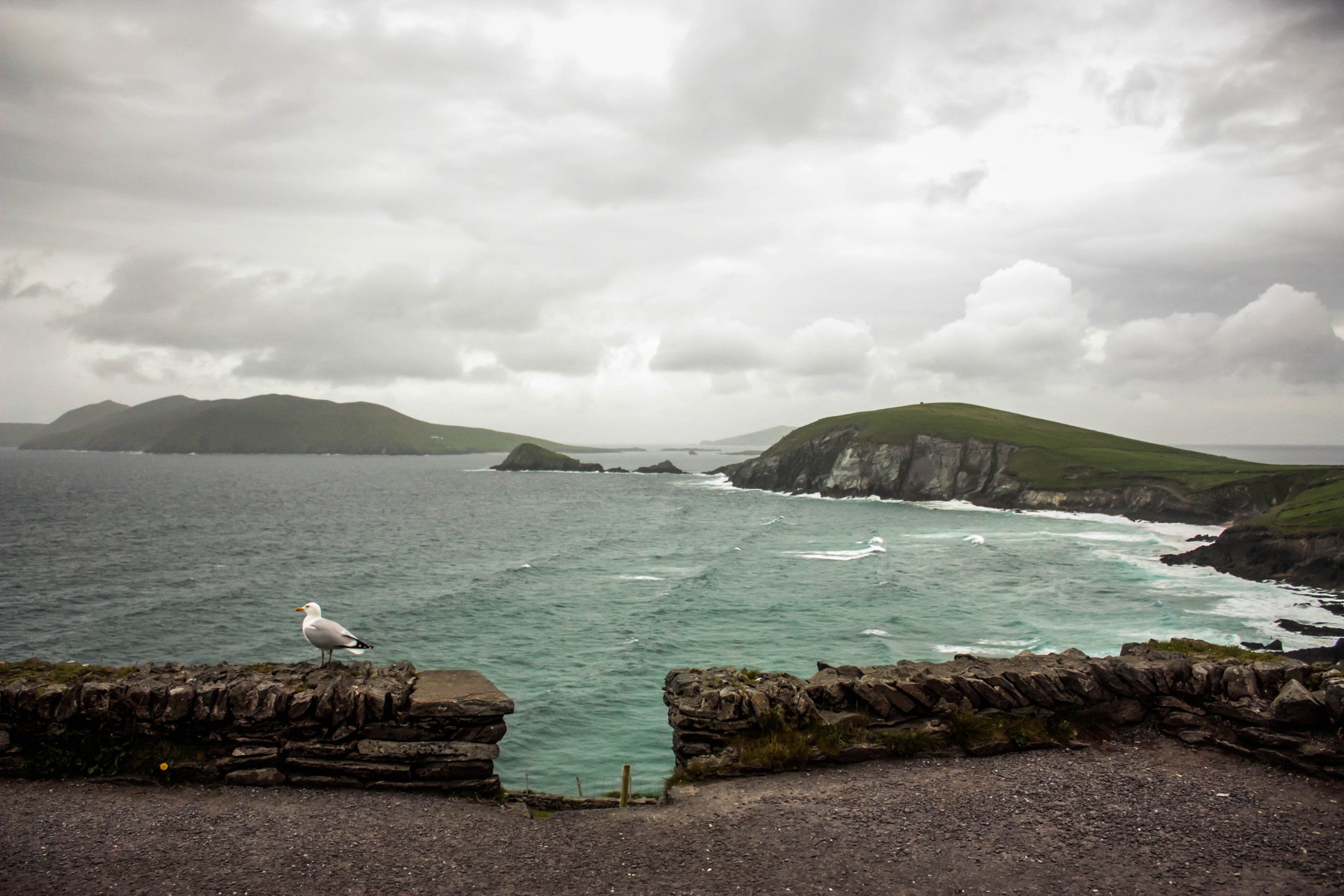 animal themes, seagull, 4K, water, wave, nature, animal, one animal, beauty in nature, ireland, bird, perching, animal wildlife, sea, valentia island, HD Wallpaper