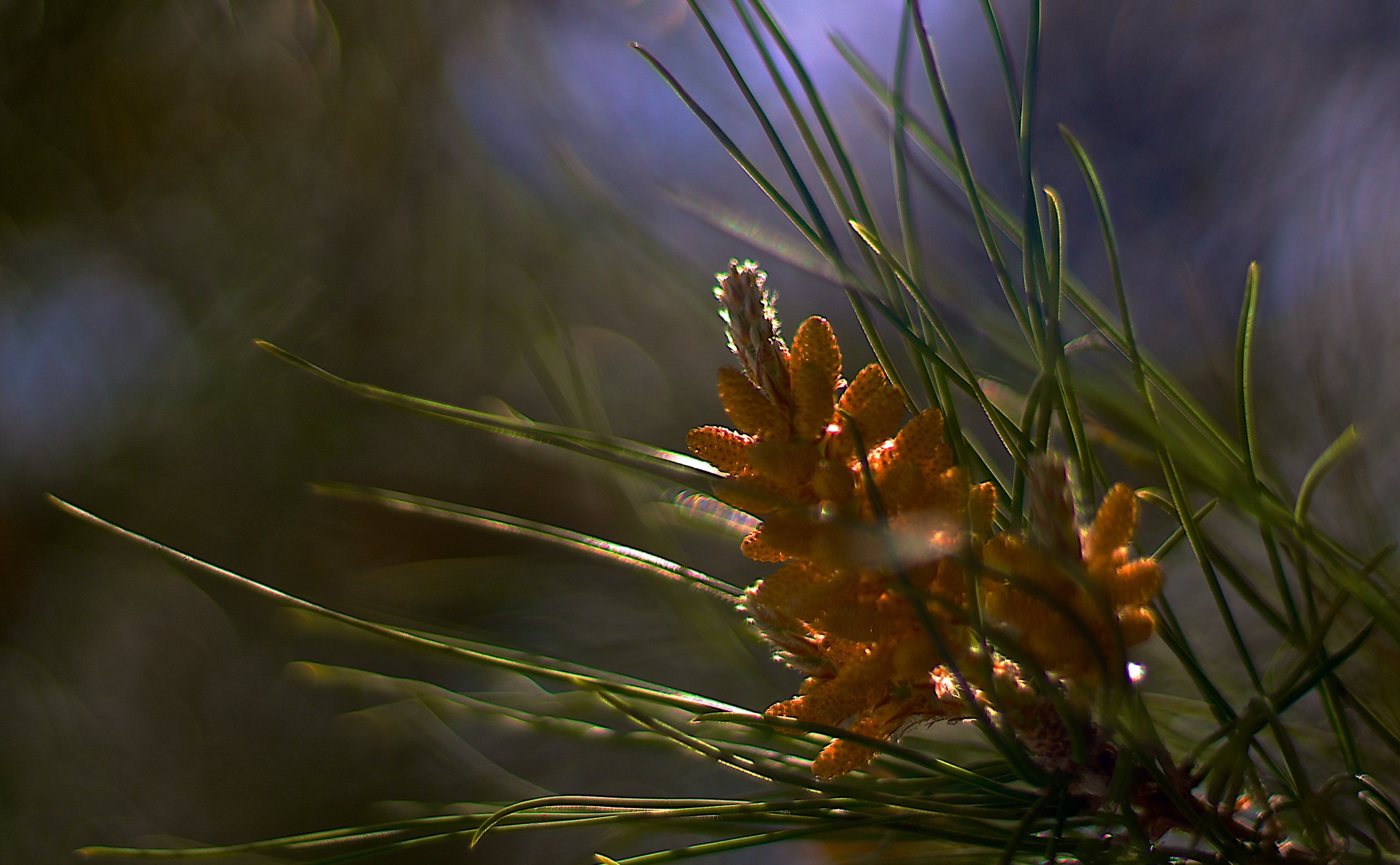 tree, sun, close-up, tranquility, zuikoautos50mmf14, sunlight, needle - plant part, nex6, growth, beauty in nature, 4K, starting, coniferous tree, Aero, HD Wallpaper