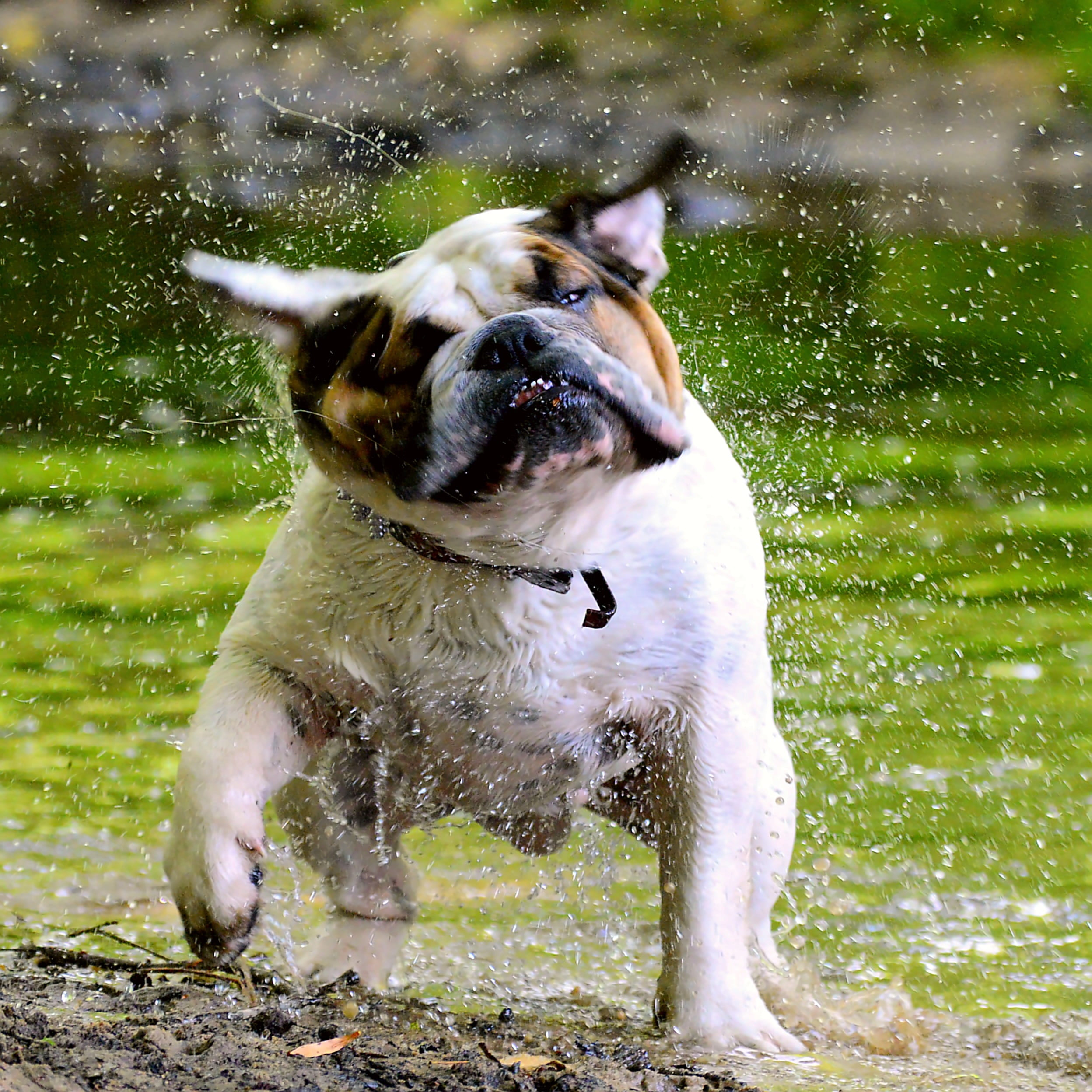 green, 1080P, canine, drip, outdoors, warm, playing, highlands and islands, murmur, one animal, English Bulldog, live, of course, scenic, landscape, bank, Phone HD Wallpaper